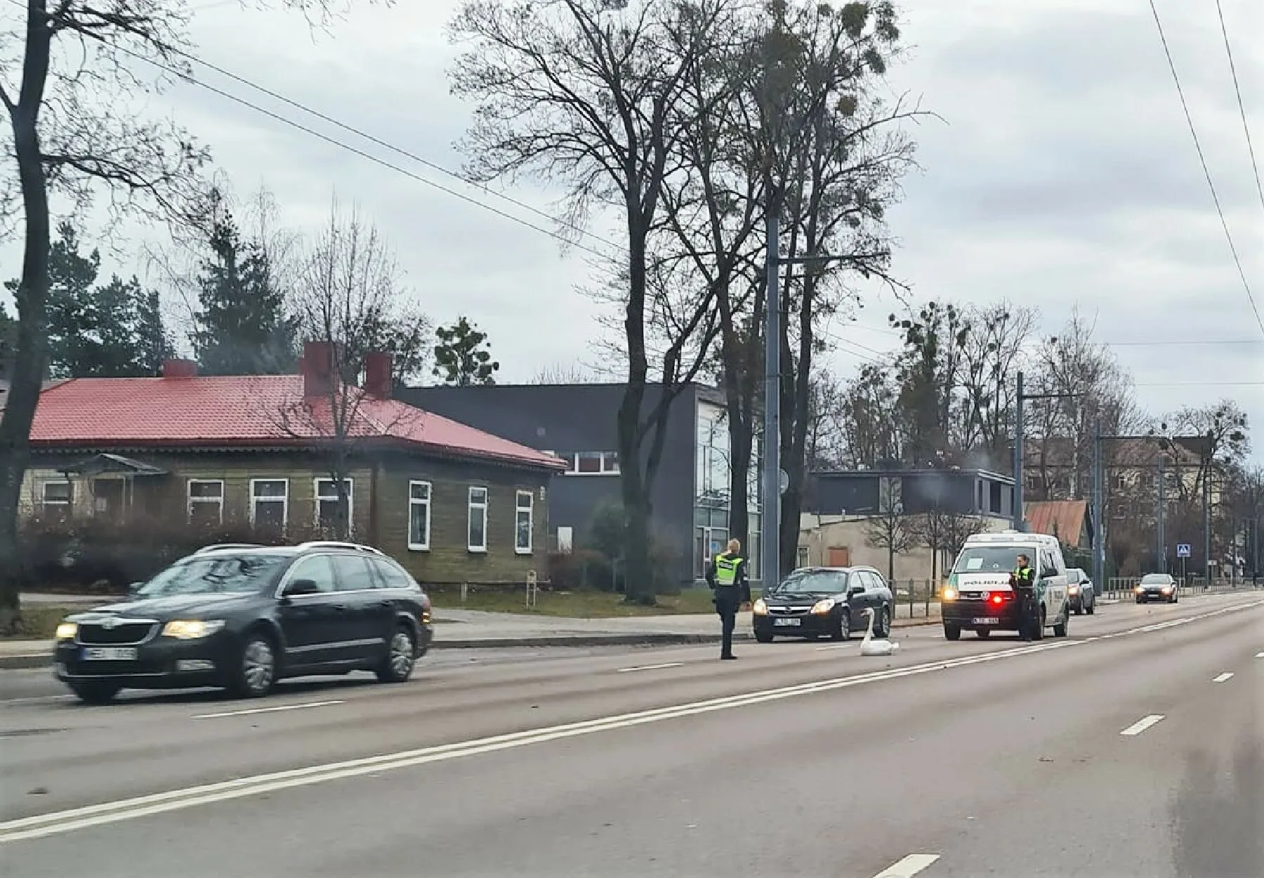 A. Juozapavičiaus prospekte sužeista gulbė