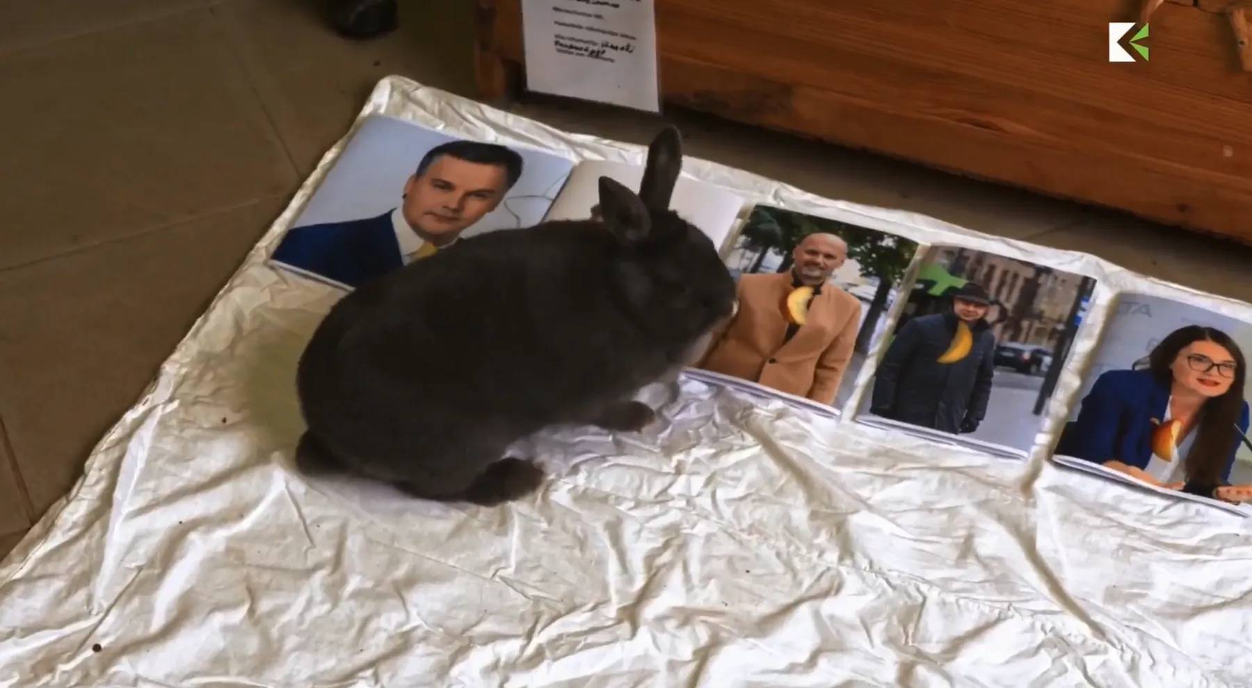 Juodasis triušis renka būsimą Kauno merą