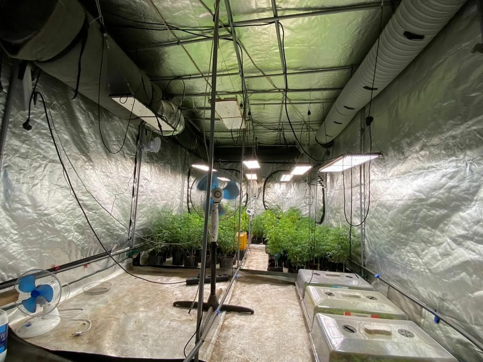 Kanapių auginimo laboratorija / Marijampolės AVPK nuotr.