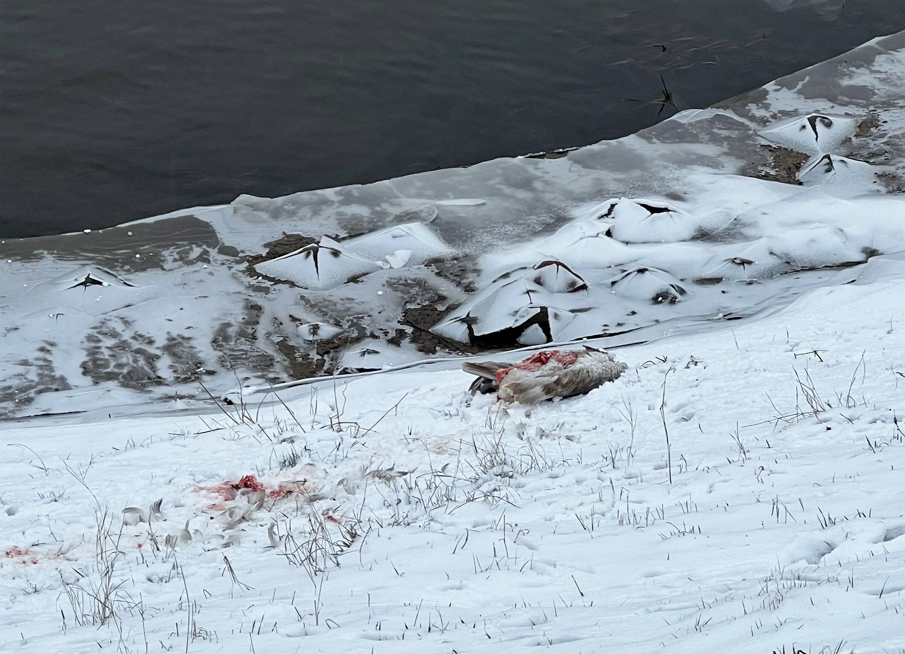 Gulbės gaišena Neries pakrantėje