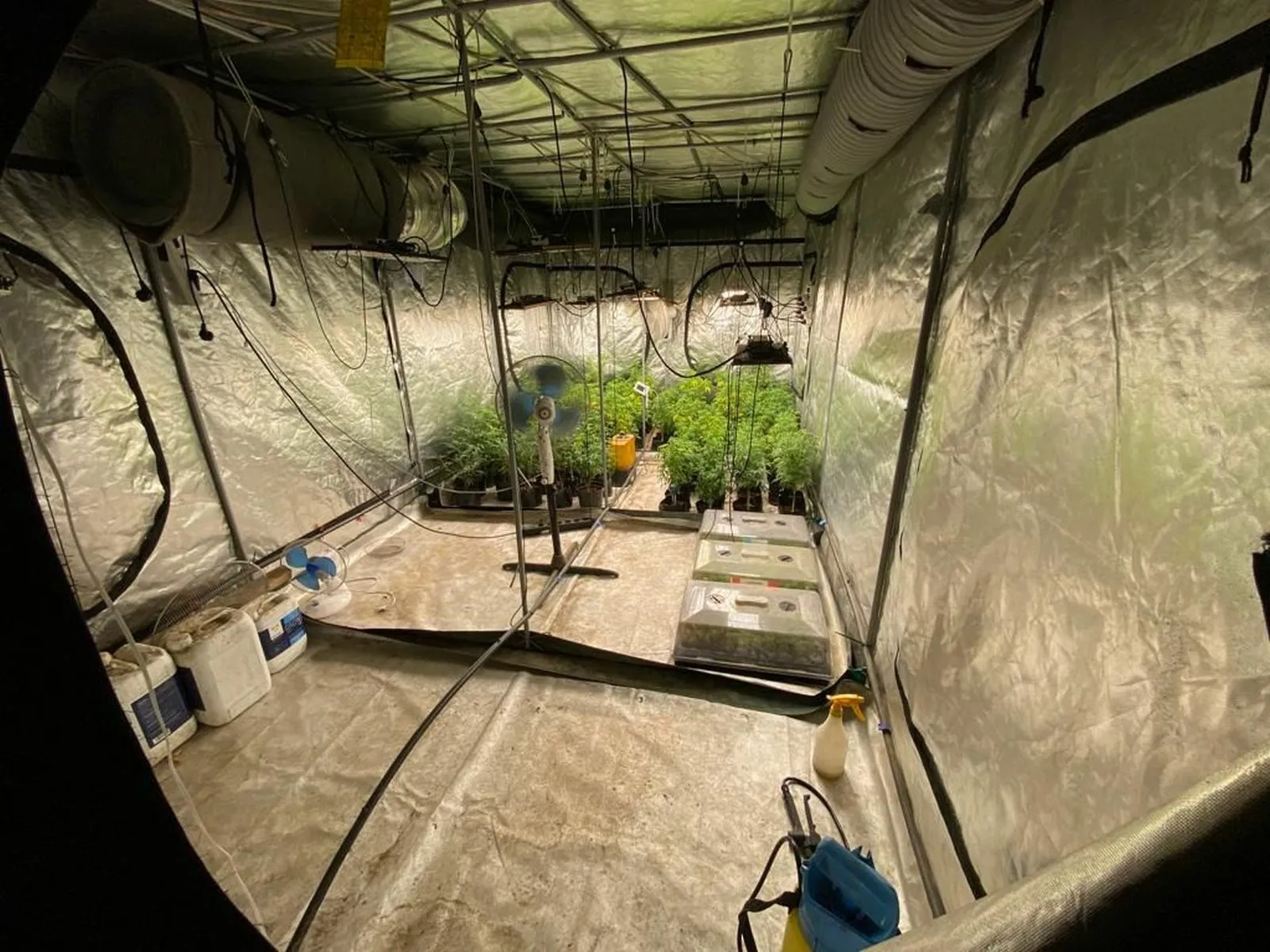 Kanapių auginimo laboratorija / Marijampolės AVPK nuotr.