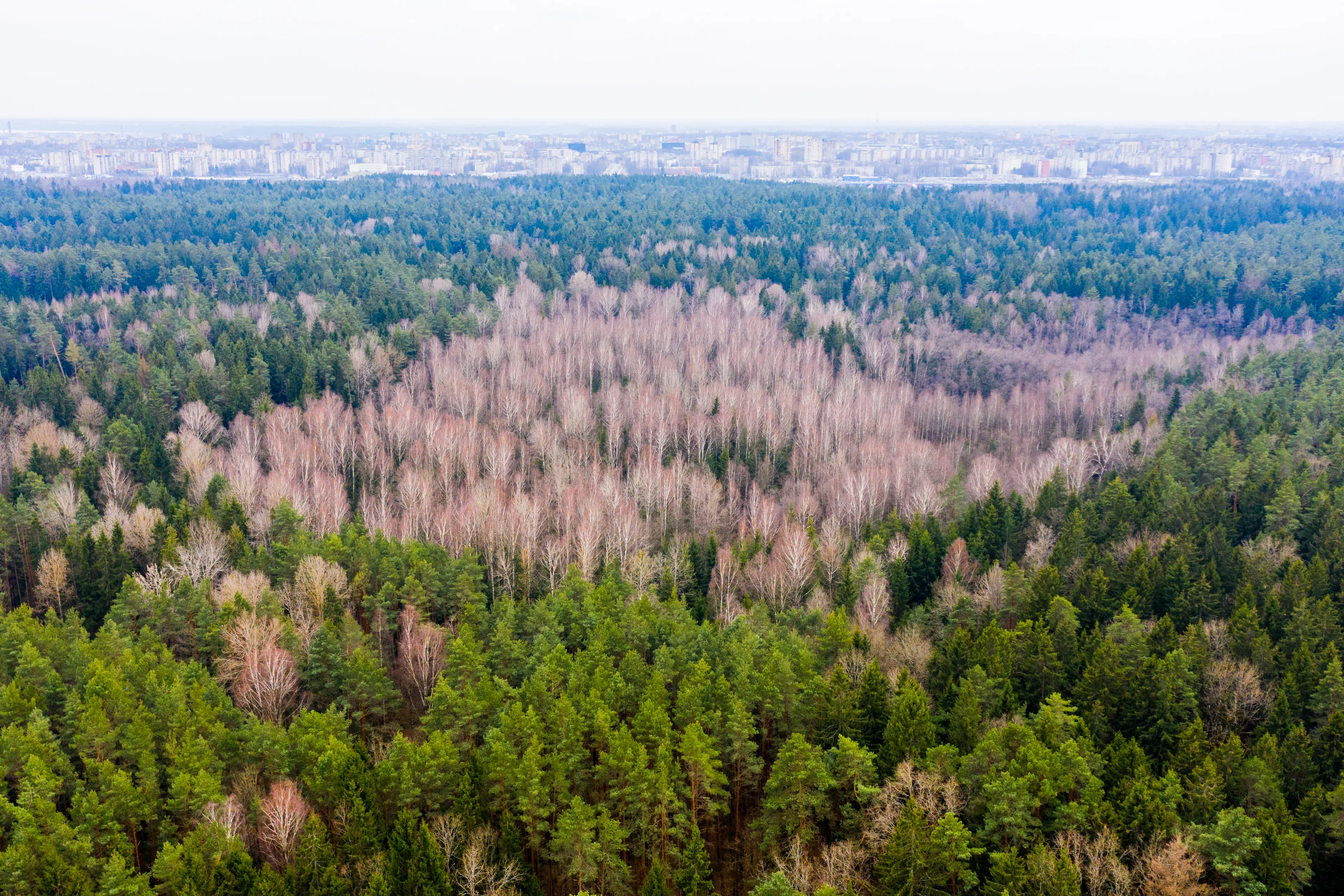 Kleboniškio miškas