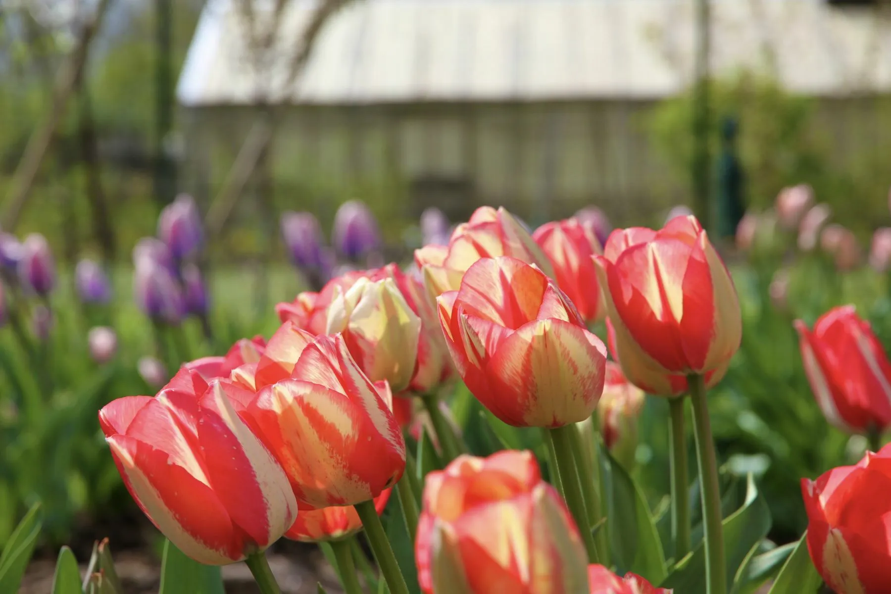 Žydinti žiedų jūra VDU Botanikos sode: prasideda didysis tulpių žydėjimas
