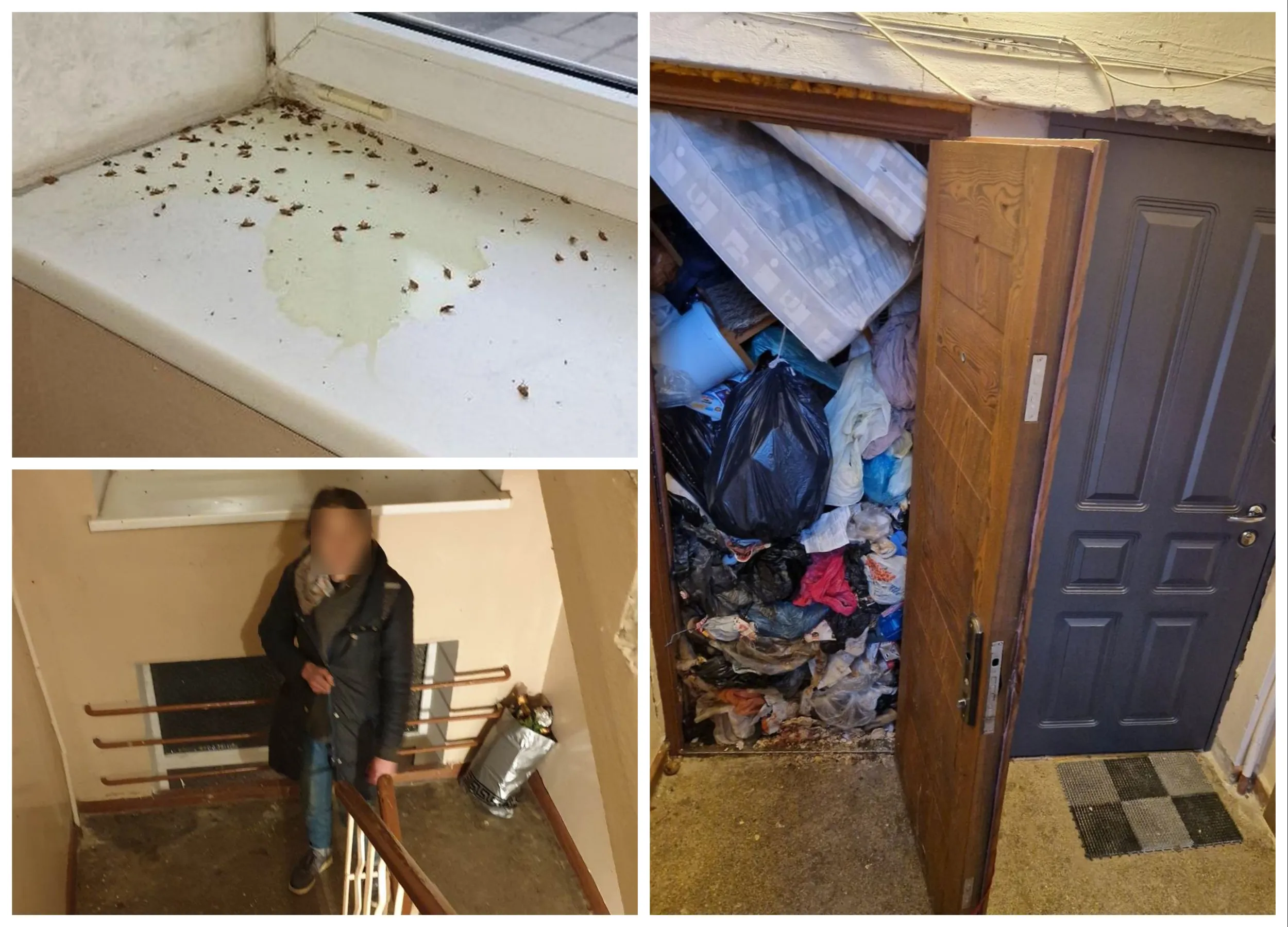 Tarakonų antplūdis K. Petrausko g.