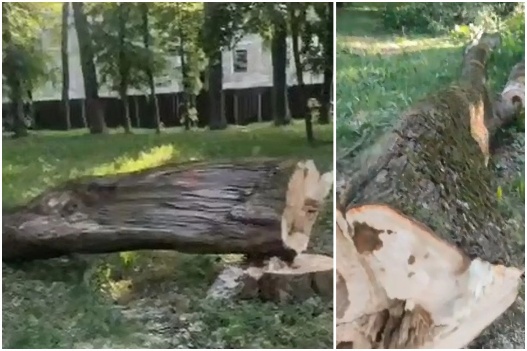 Nupjautas medis Šilainiuose