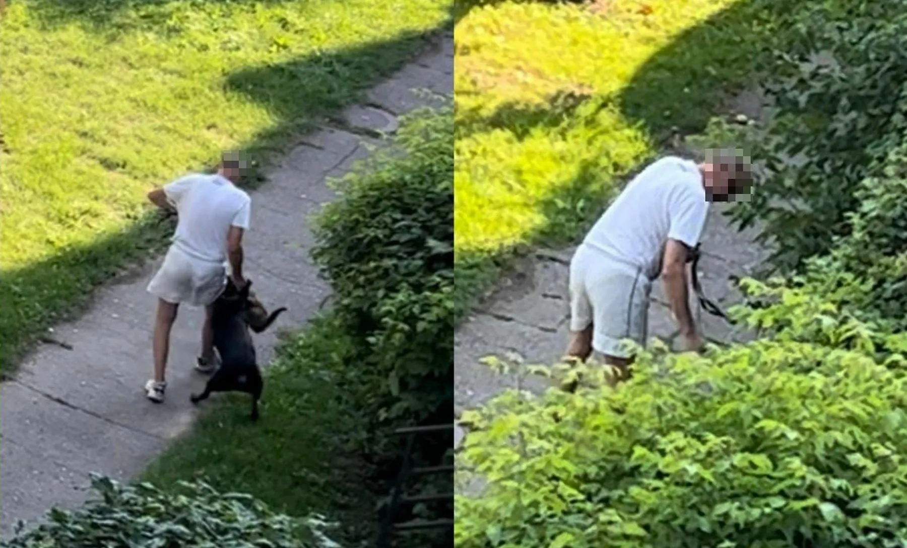 agresyvus šuo Kaune mirtinai sudraskė katę