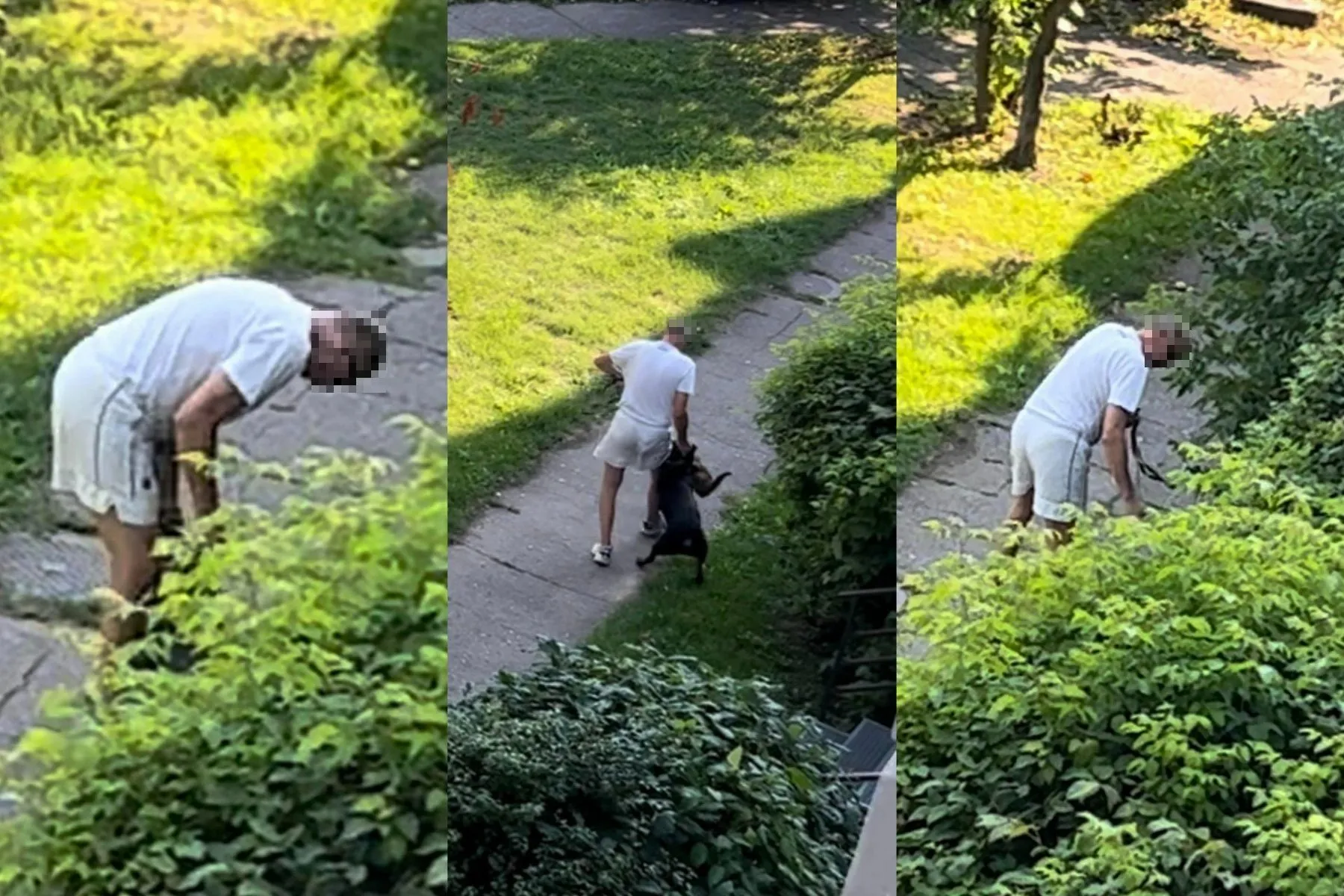 Agresyvus šuo Kaune mirtinai sudraskė katę