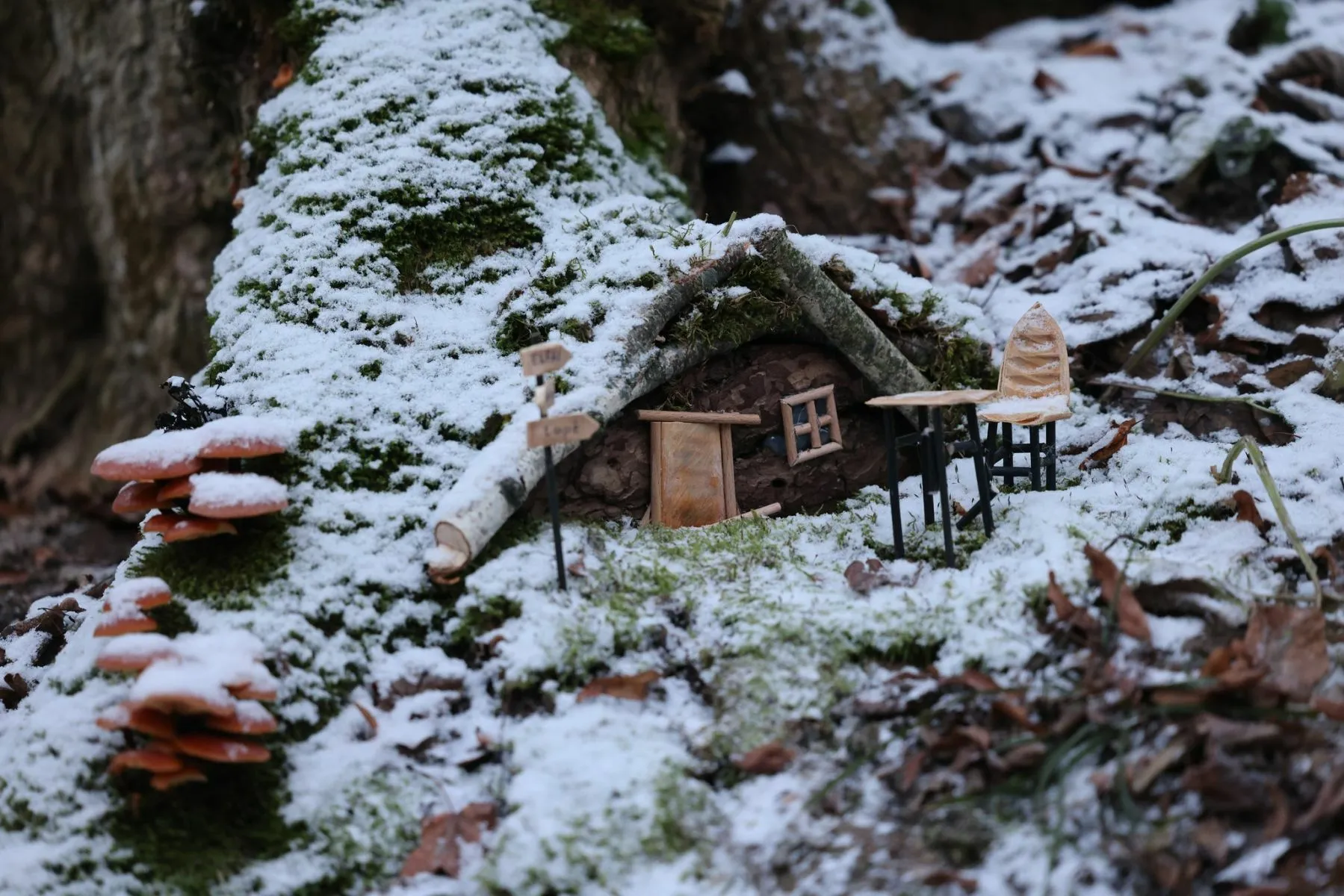 Kamšos draustinyje įsikūrė elfų namelis