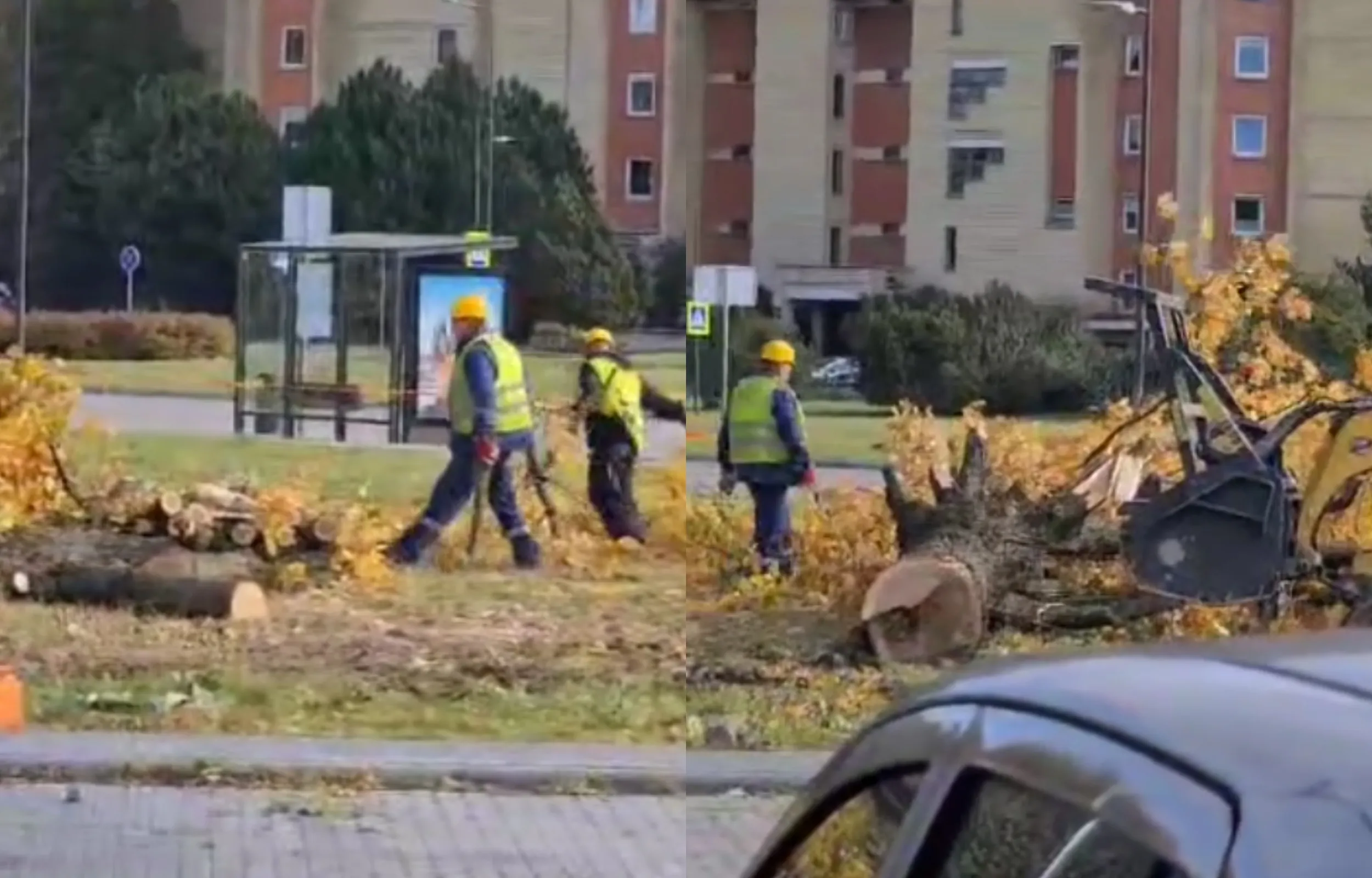 Kertami medžiai Kovo 11-osios