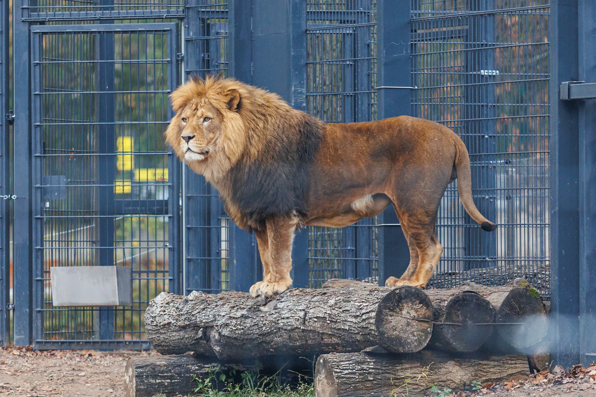 Atidaromas Kauno Zoologijos sodas