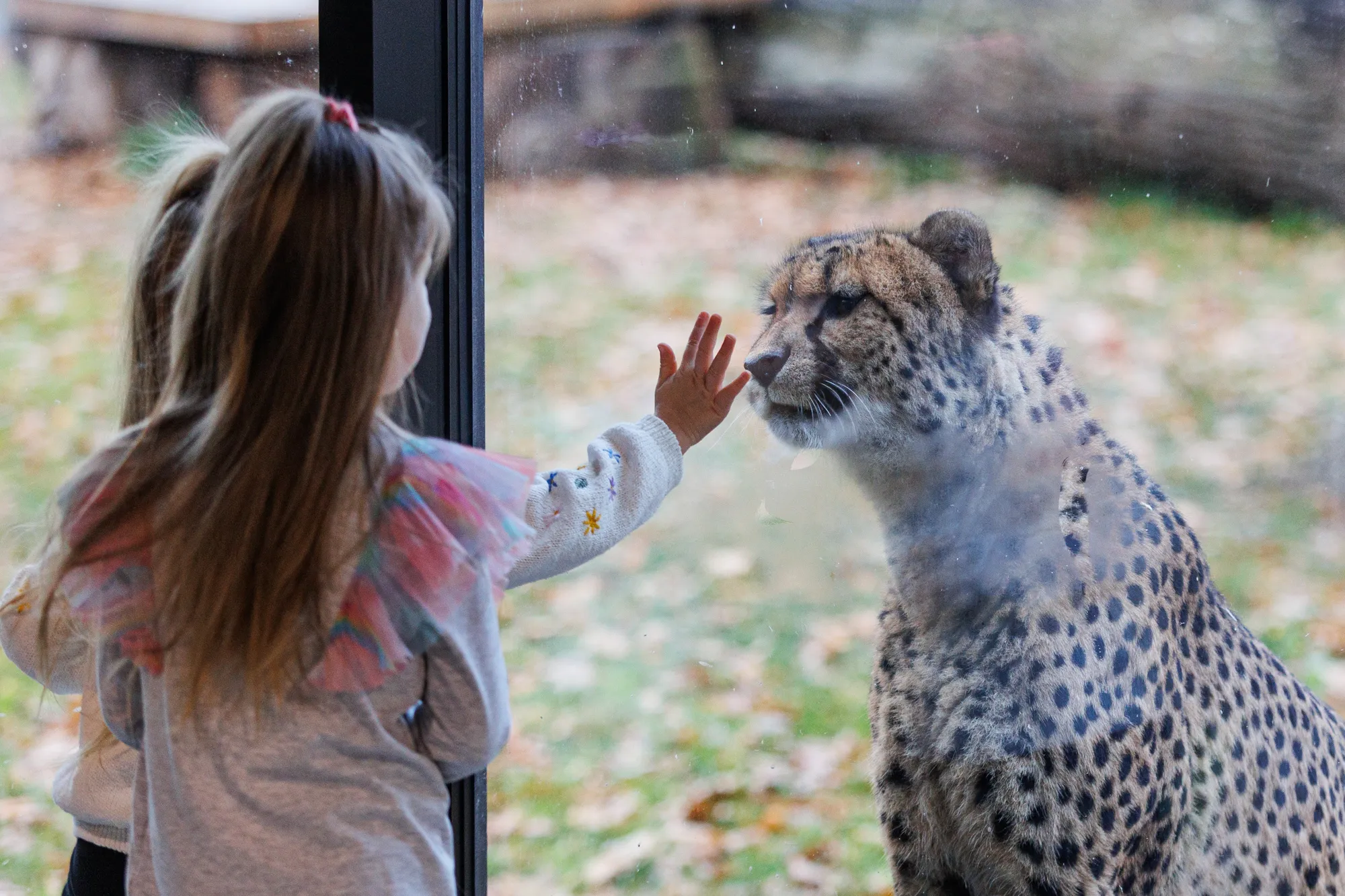 Atidaromas Kauno Zoologijos sodas