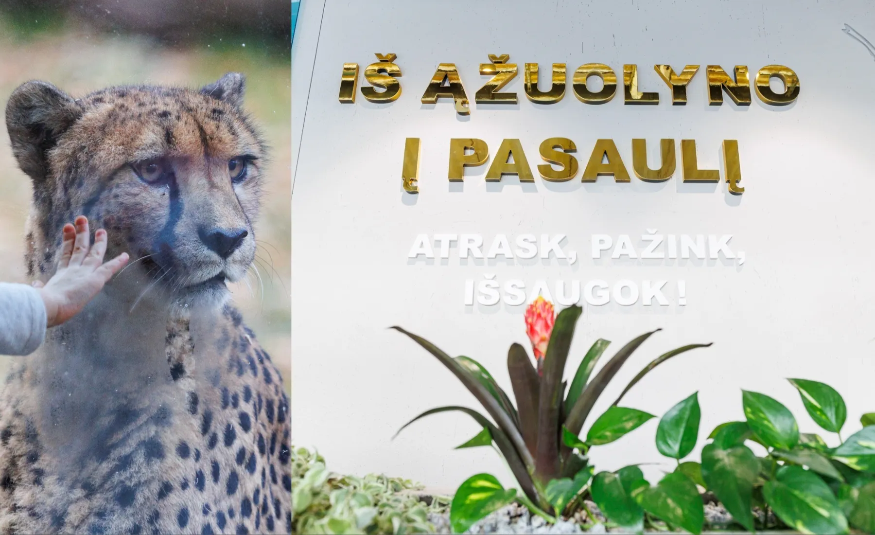 Atidaromas Kauno Zoologijos sodas