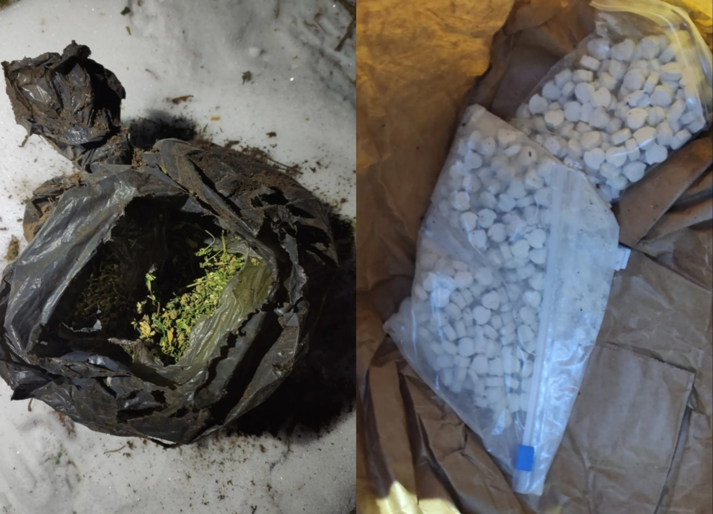 Miške rasti narkotikai