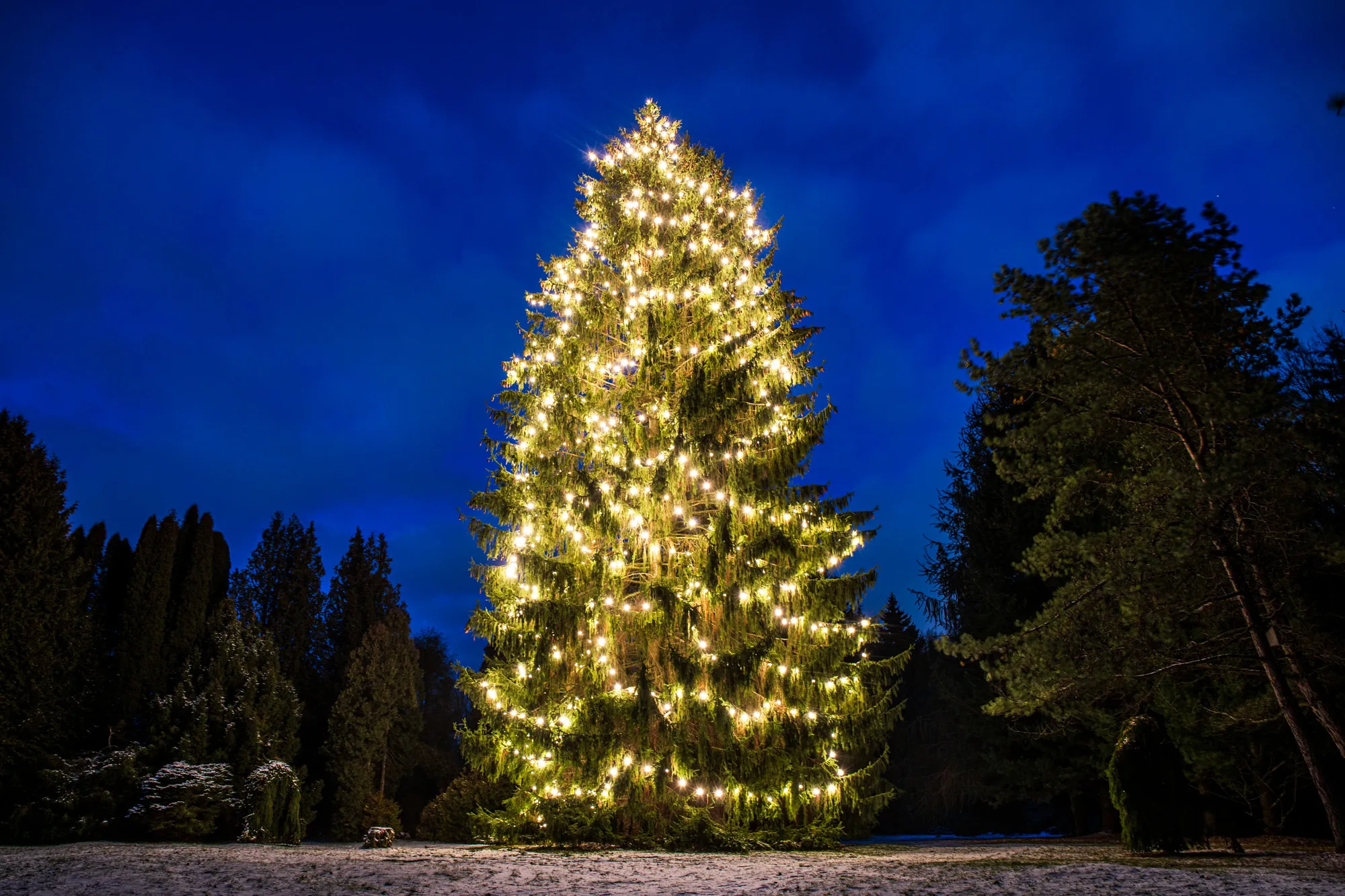 Prof. Tado Ivanausko pasodinta eglutė Obelynės sodyboje./R. Tenio nuotr.