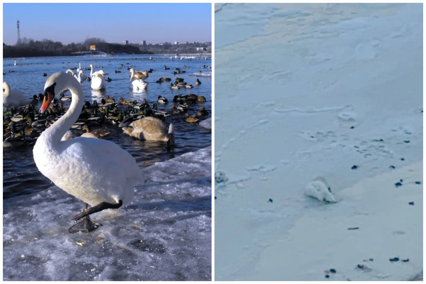 Nemune prišalusi gulbė