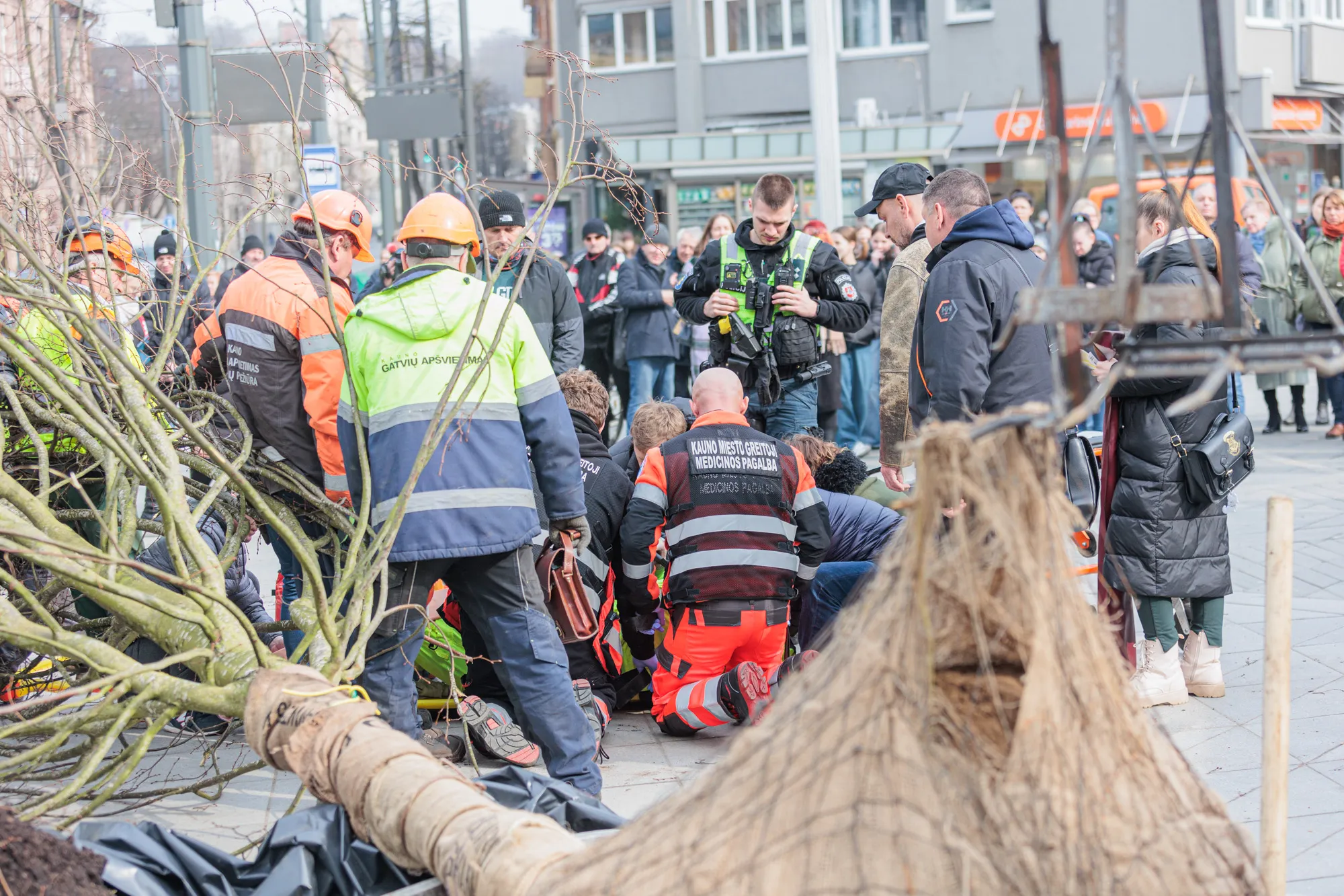 Užvirtusi liepa ant darbuotojo / R. Tenio nuotr.