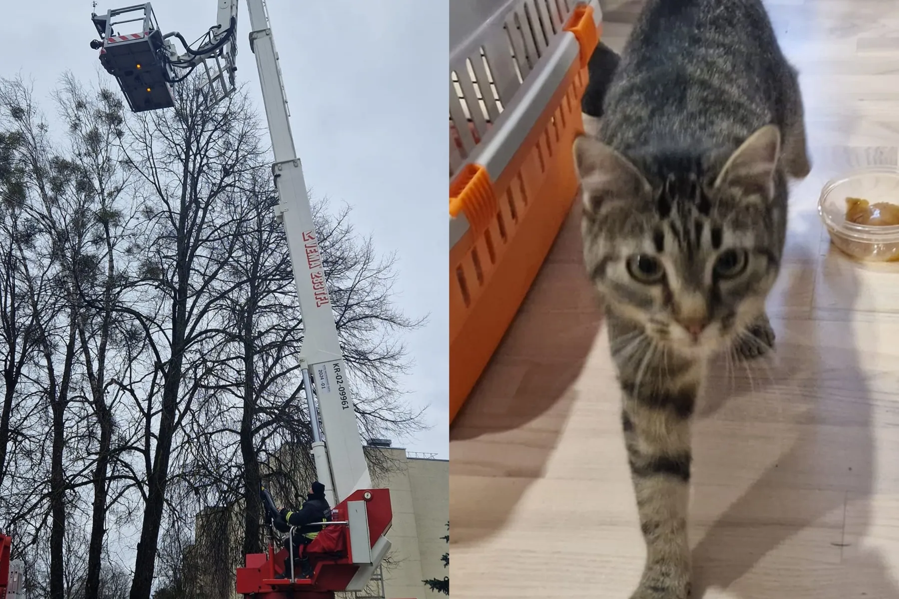 Katino gelbėjimo operacija Kauno rajone