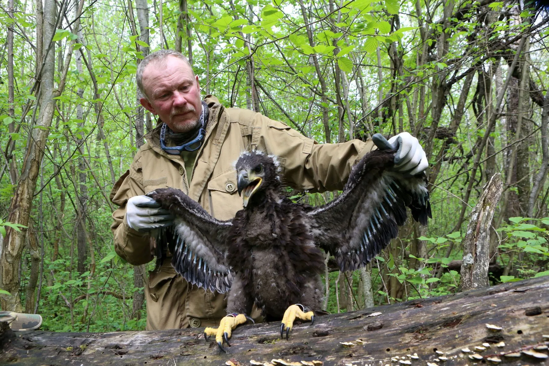 Ornitologas Saulius Rumbutis žieduoja jūrinius erelius / M. Patašini nuotr.
