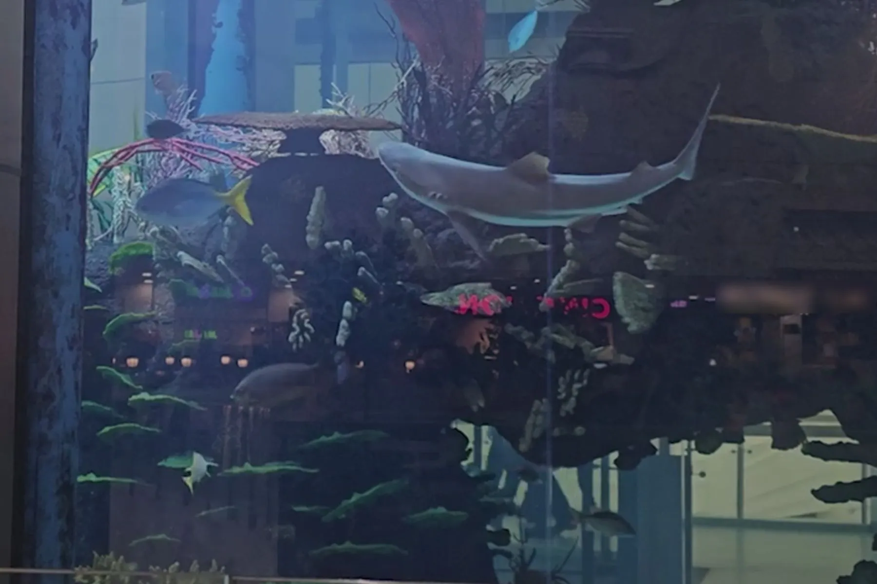 „Mega“, „Megos“ akvariumas, ryklys