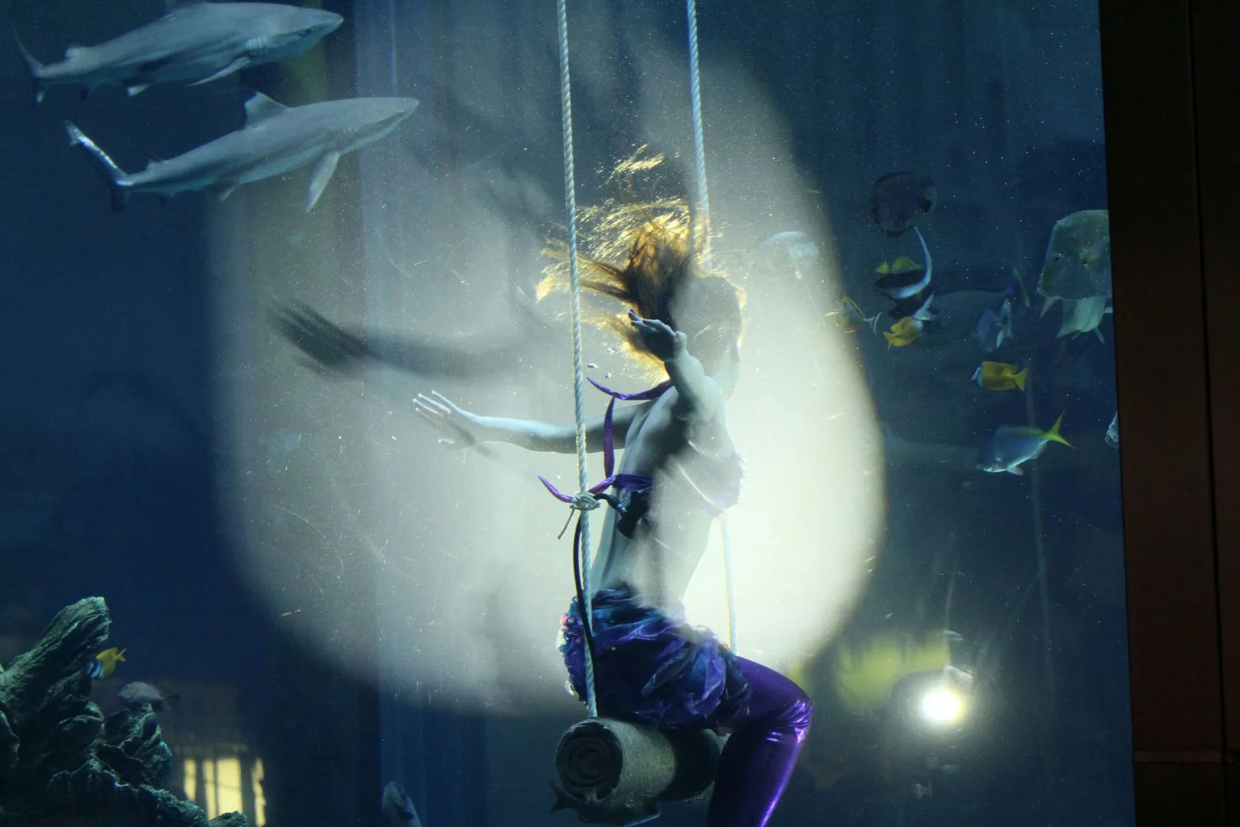 Povandeninė undinėlės fotosesija tarp ryklių / M. Patašini nuotr.