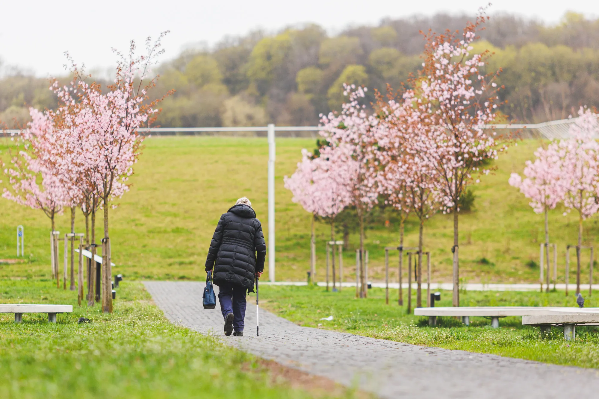 Žydinčios sakuros Nemuno saloje / R. Tenio nuotr.