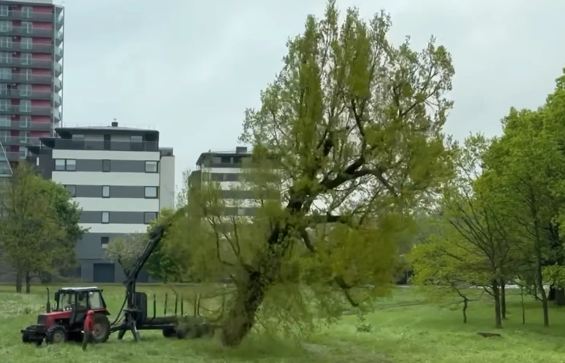 Kertamas ąžuolas Aukštuosiuose Šančiuose