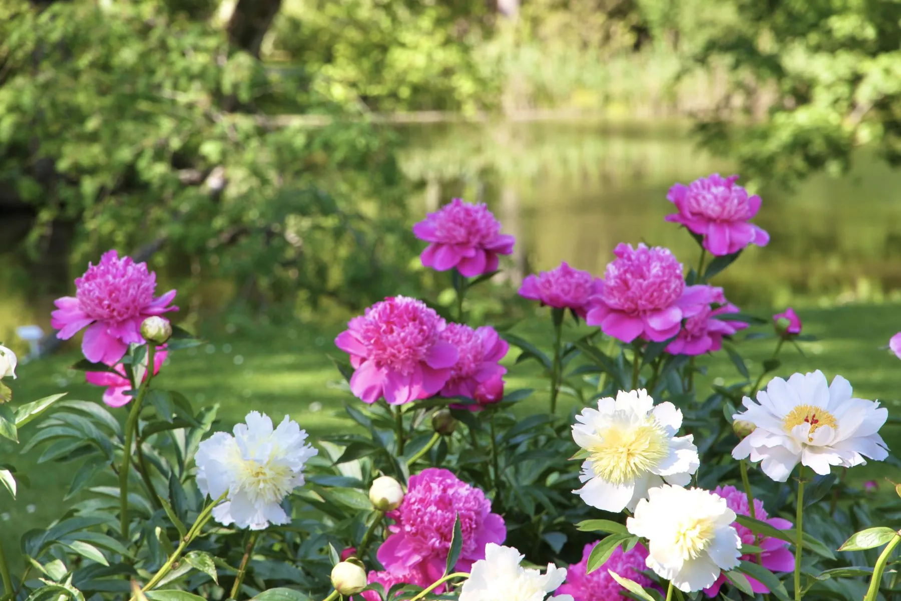 Didysis bijūnų žydėjimas / VDU botanikos sodo nuotr.