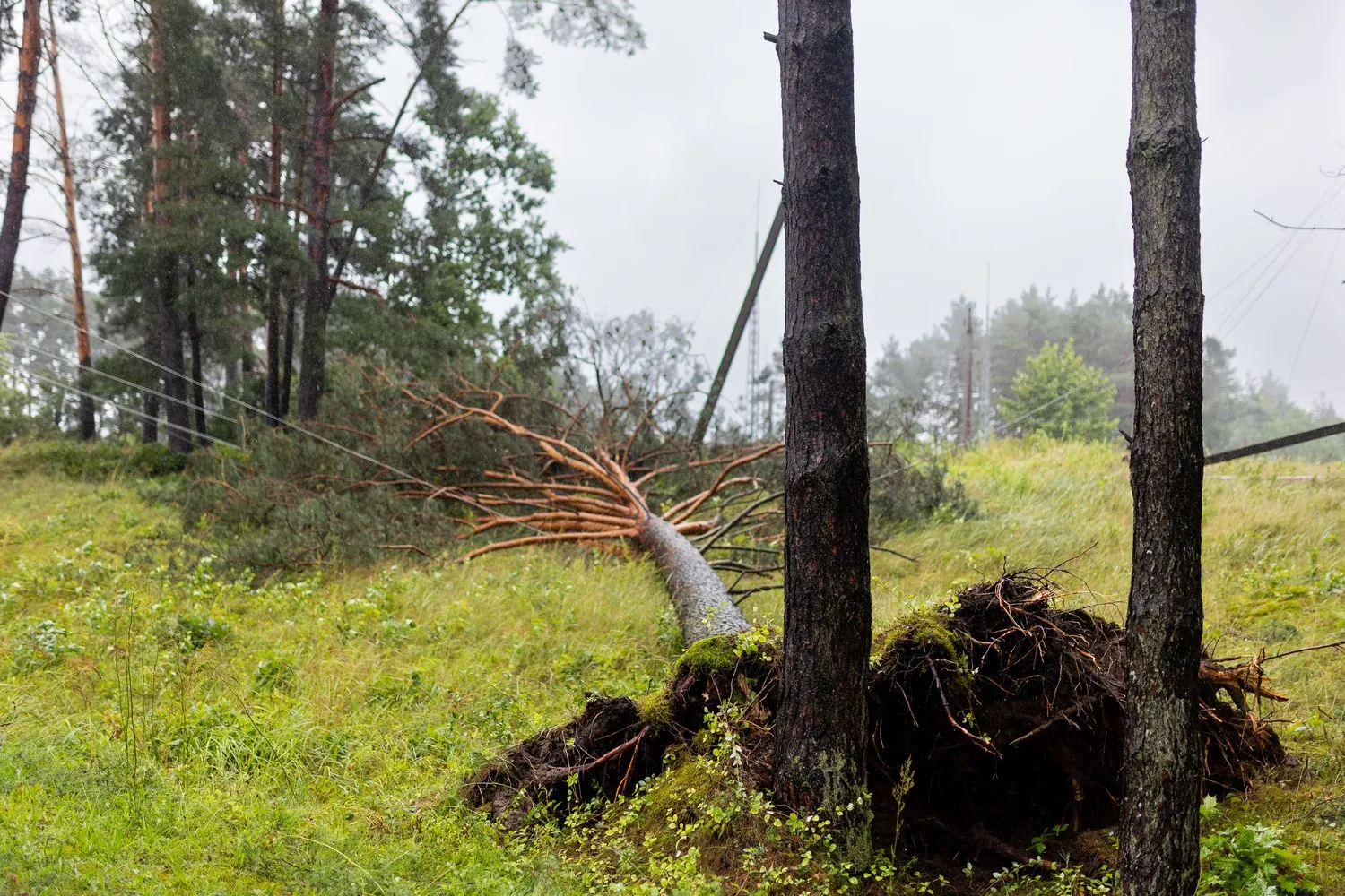 Elektros energijos tinklo sutrikimų šalinimas / ESO nuotr.