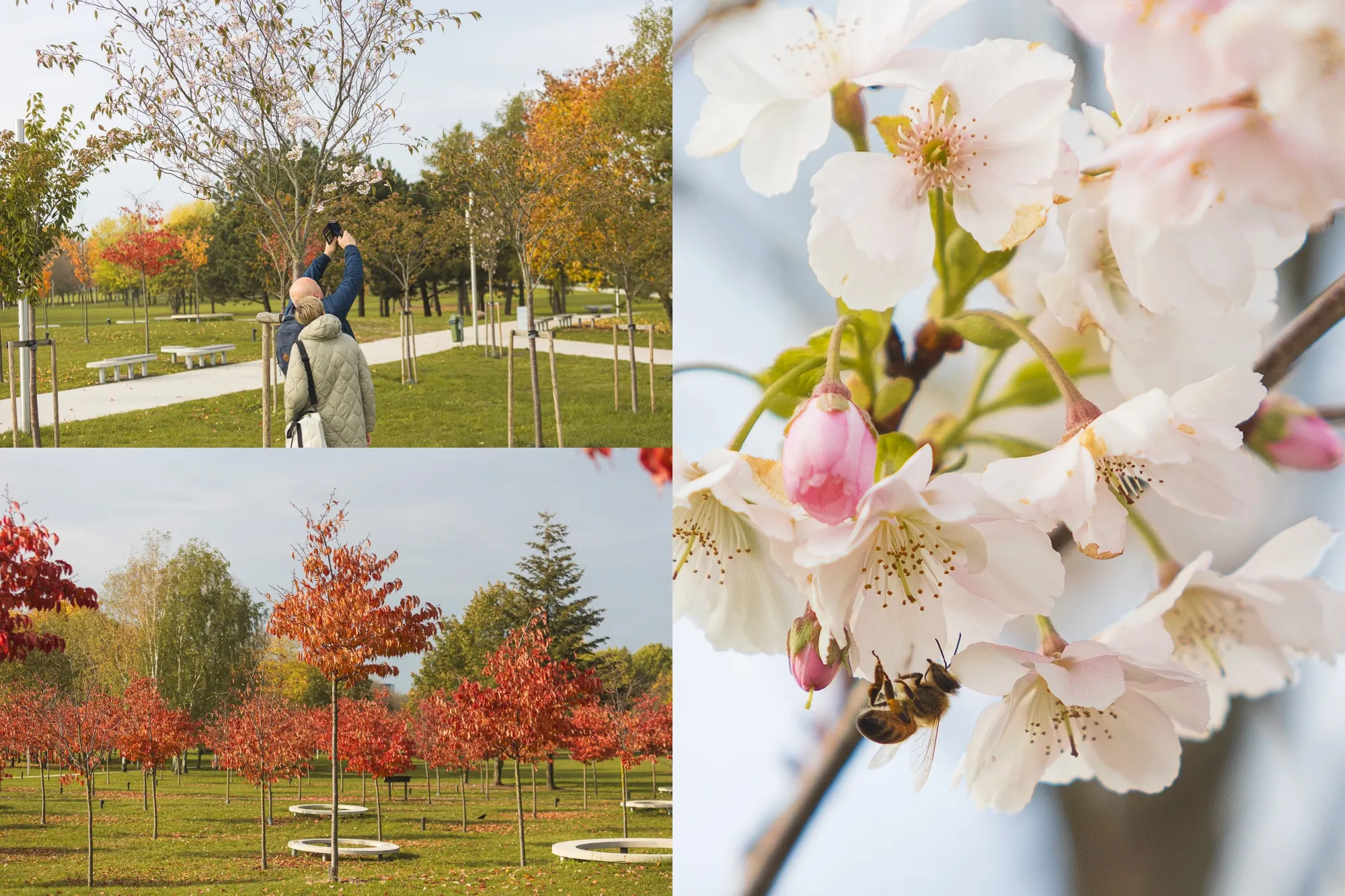 Ruduo Nemuno saloje / R. Tenio nuotr.