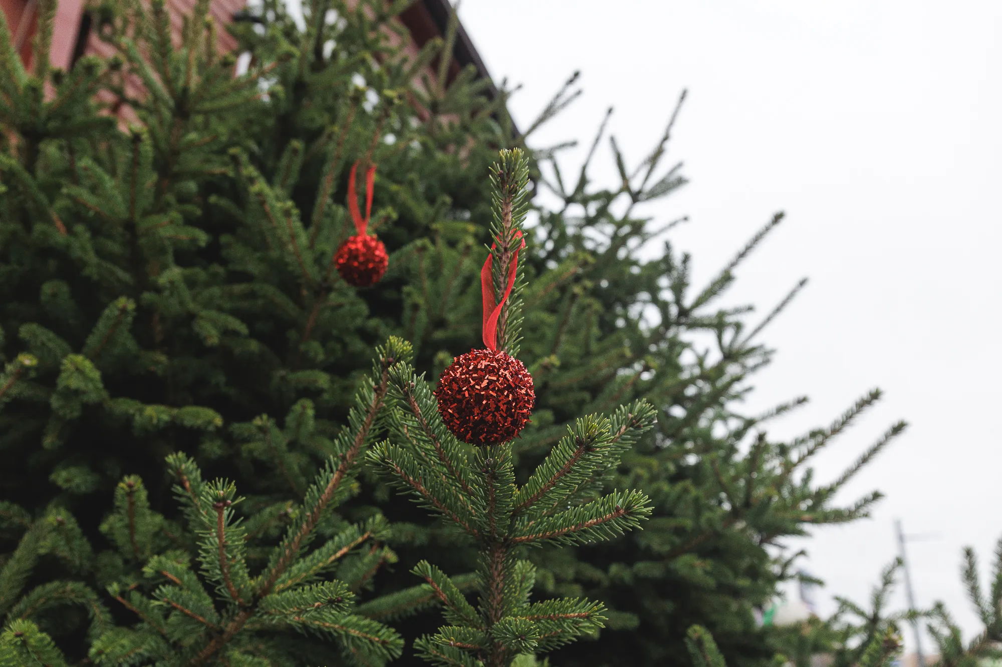 Šančių eglutė / R. Tenio nuotr.