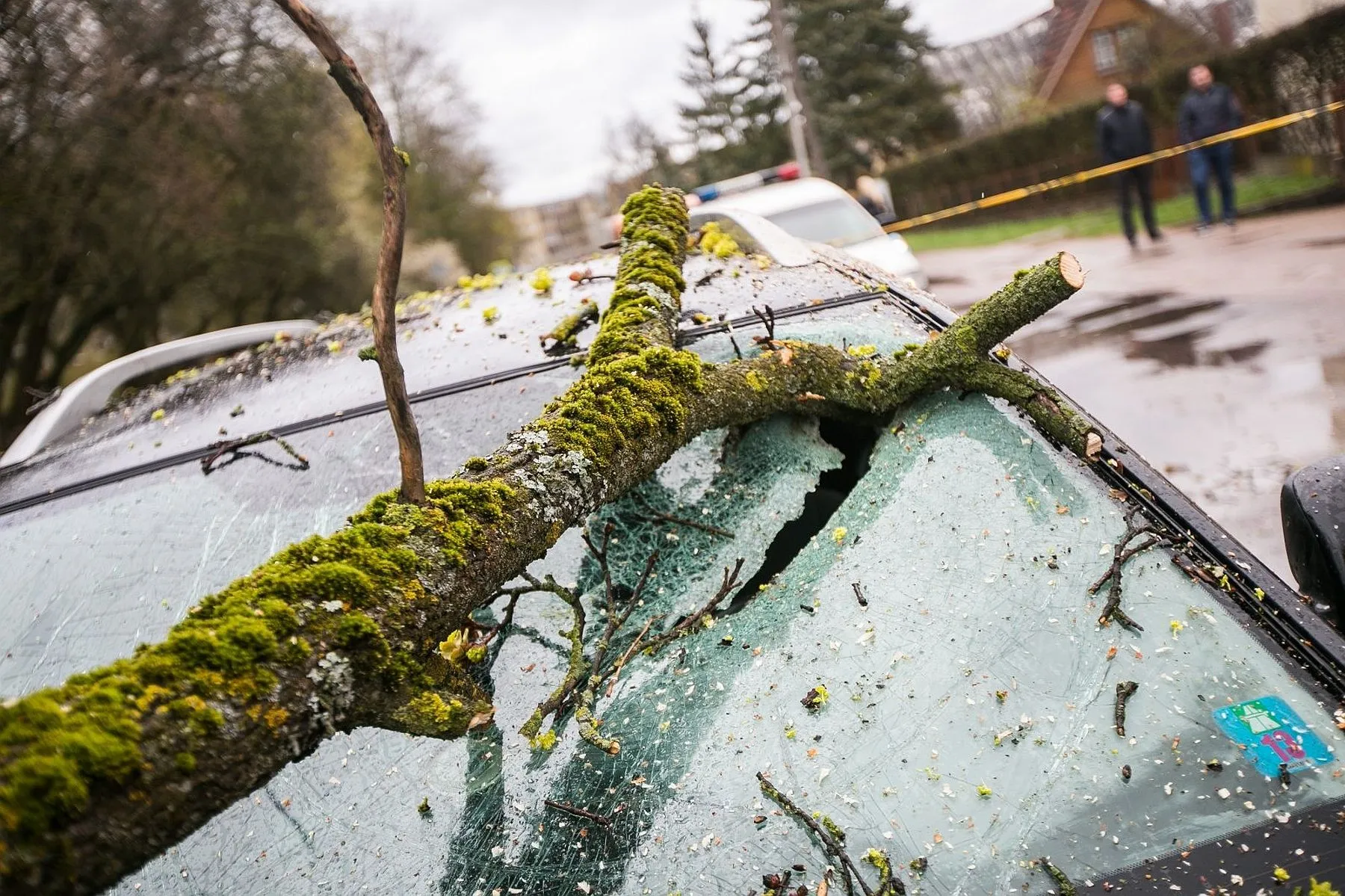 Vėjas, nuvirtęs medis, vėtra, audra, šaka