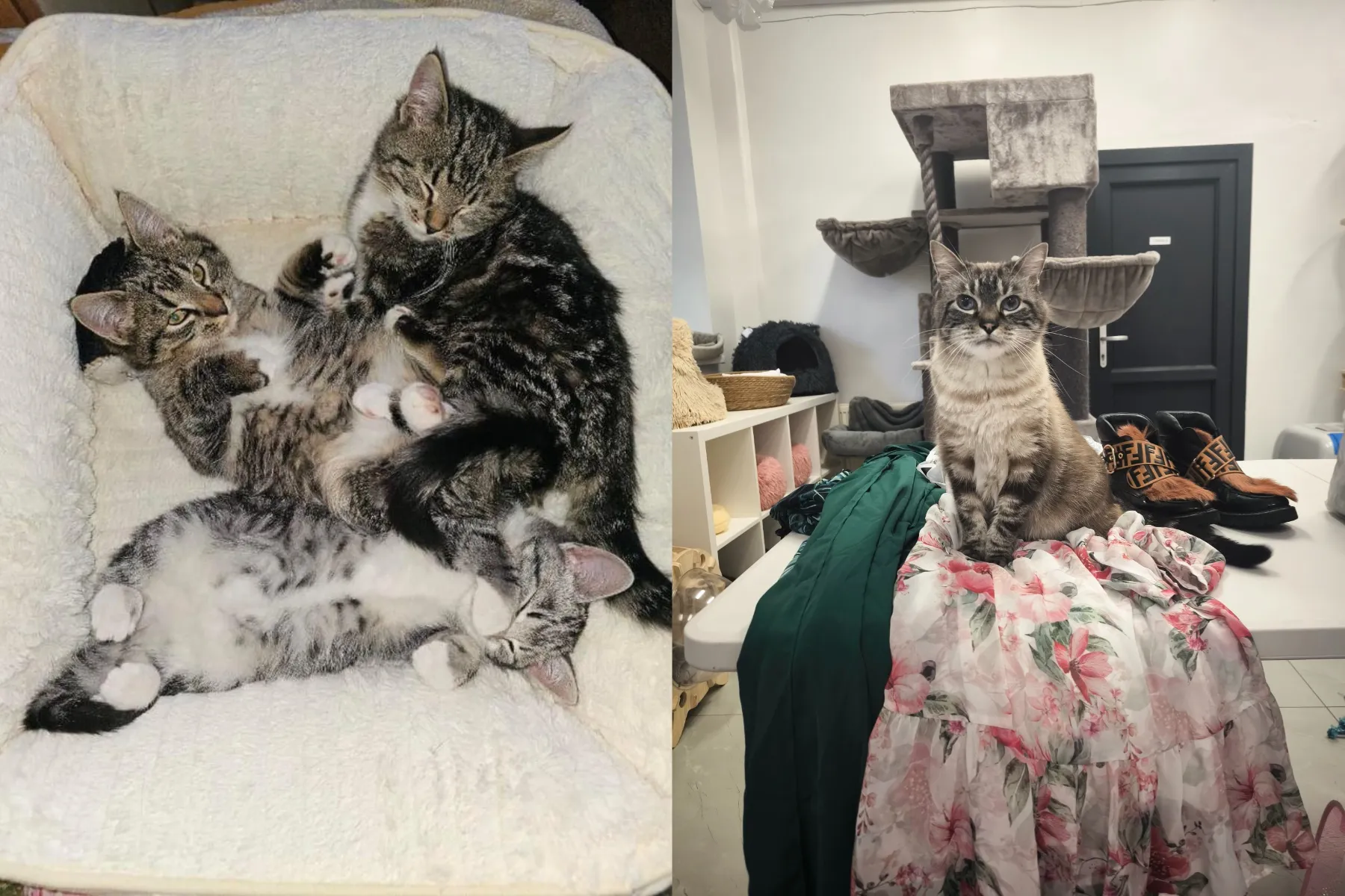 Kačių prieglauda „Rožinė pėdutė” / Prieglaudos nuotr.