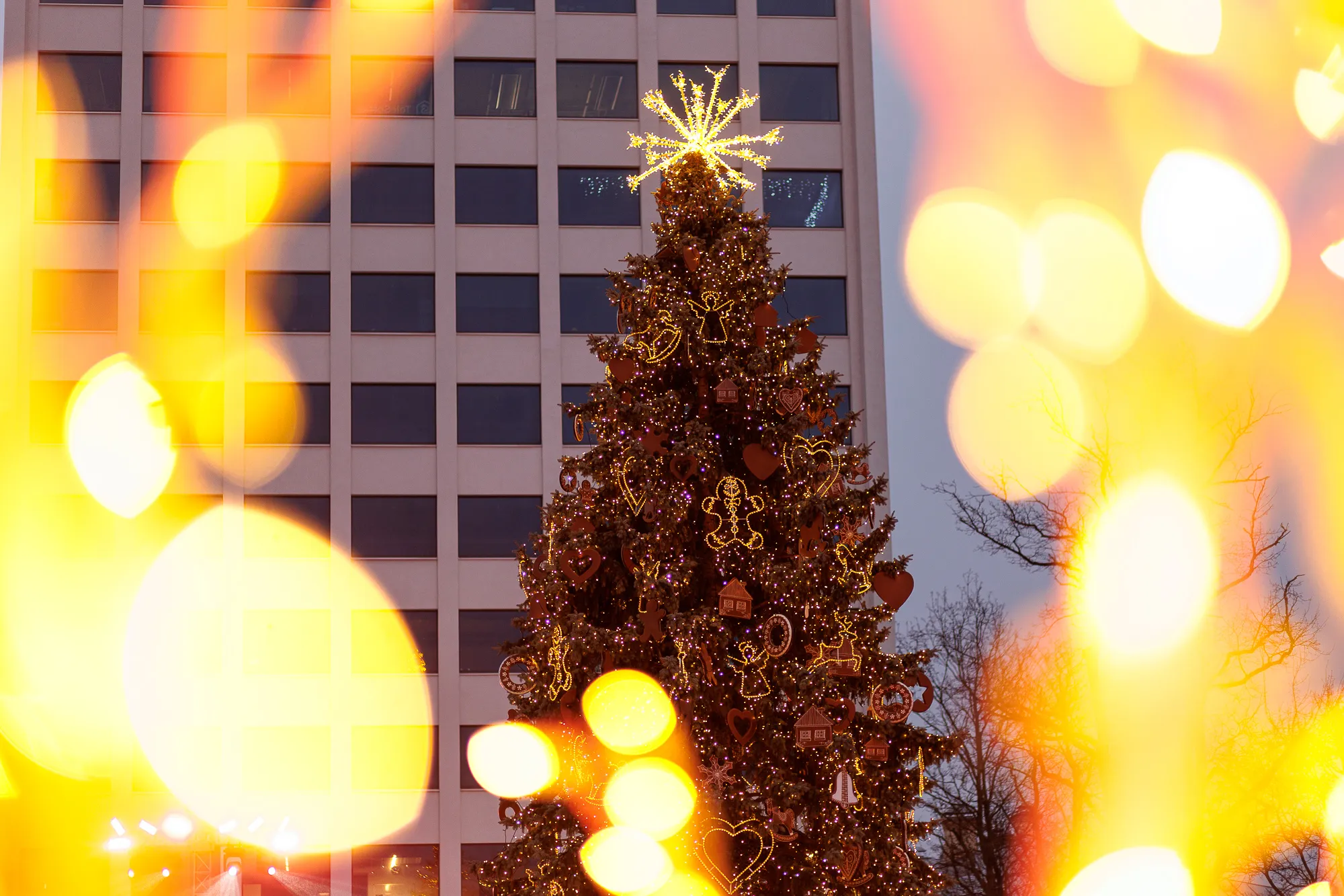 Kauno Kalėdų eglutė / R. Tenio nuotr.