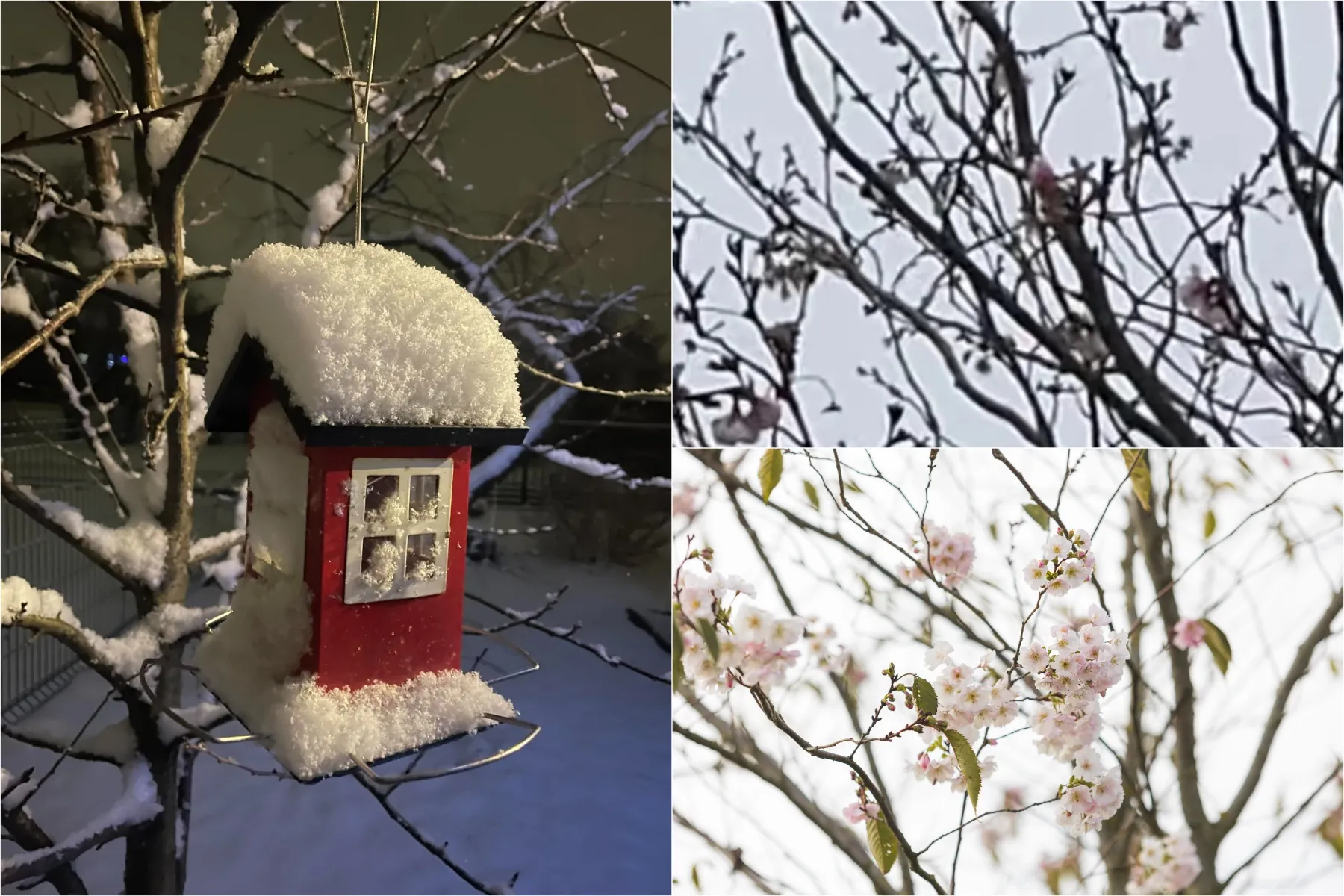 Sakuros Nemuno saloje / „Orų entuziastai“ grupės ir R. Tenio nuotr.