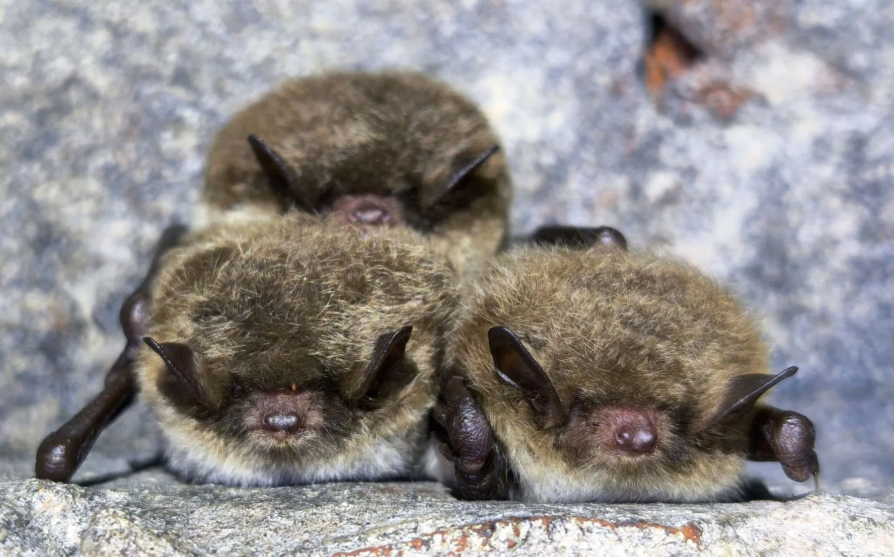 Šikšnosparniai / Kauno marių regioninio parko, M. Kirstuko nuotr.