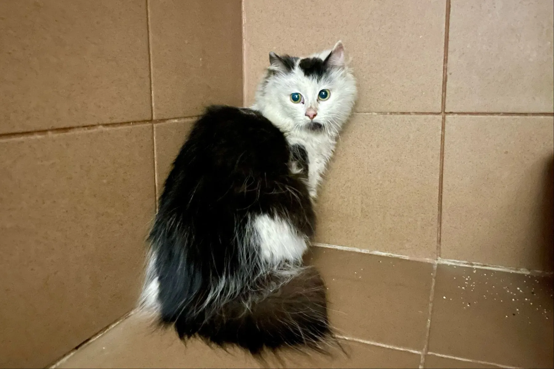 Latvijoje tarp siuntų rastas katinas / „Dzīvnieku Policija“ nuotr.