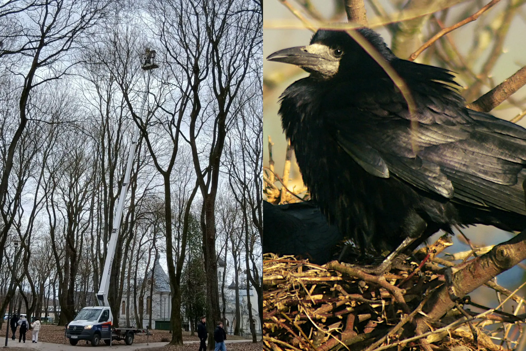 Ardomas lizdas ir kovas