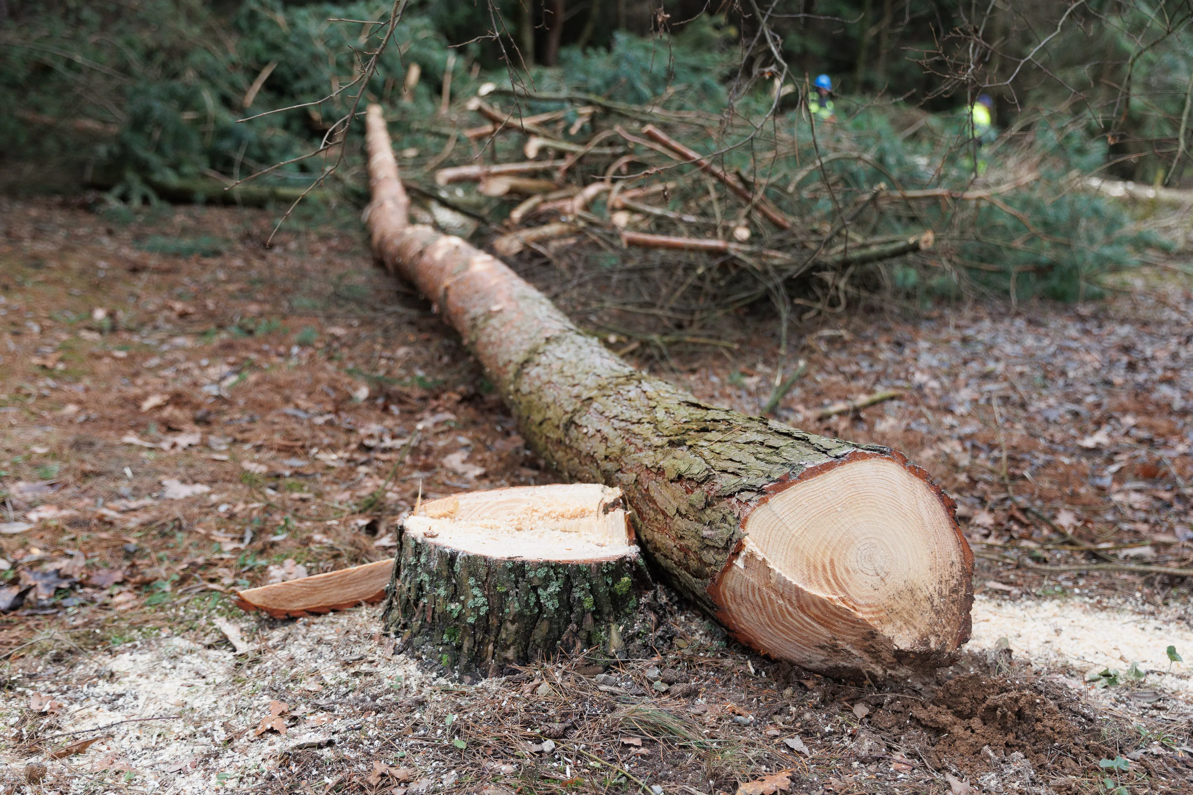Medžių kirtimas, nukirstas medis