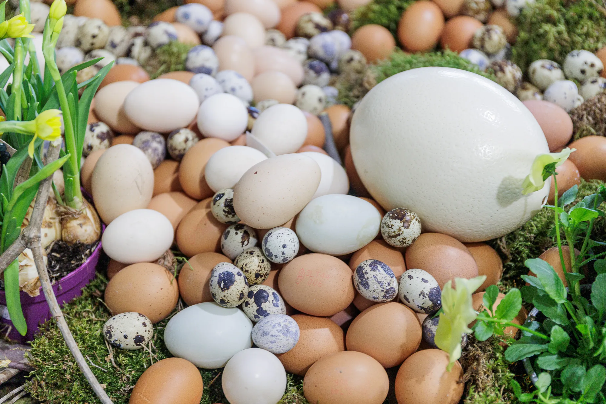 Velykinis gandro lizdas Vilijampolės turguje / R. Tenio nuotr.