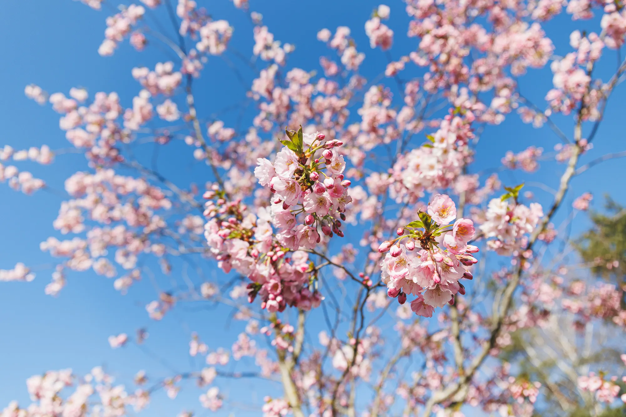 Sakuros Nemuno saloj / R. Tenio nuotr.