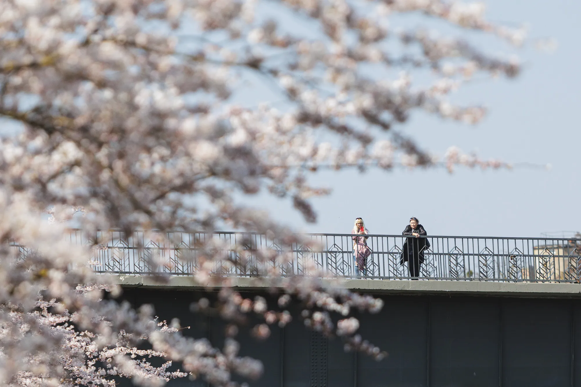 Žydinčios Sakuros Nemuno saloje / R. Tenio nuotr.