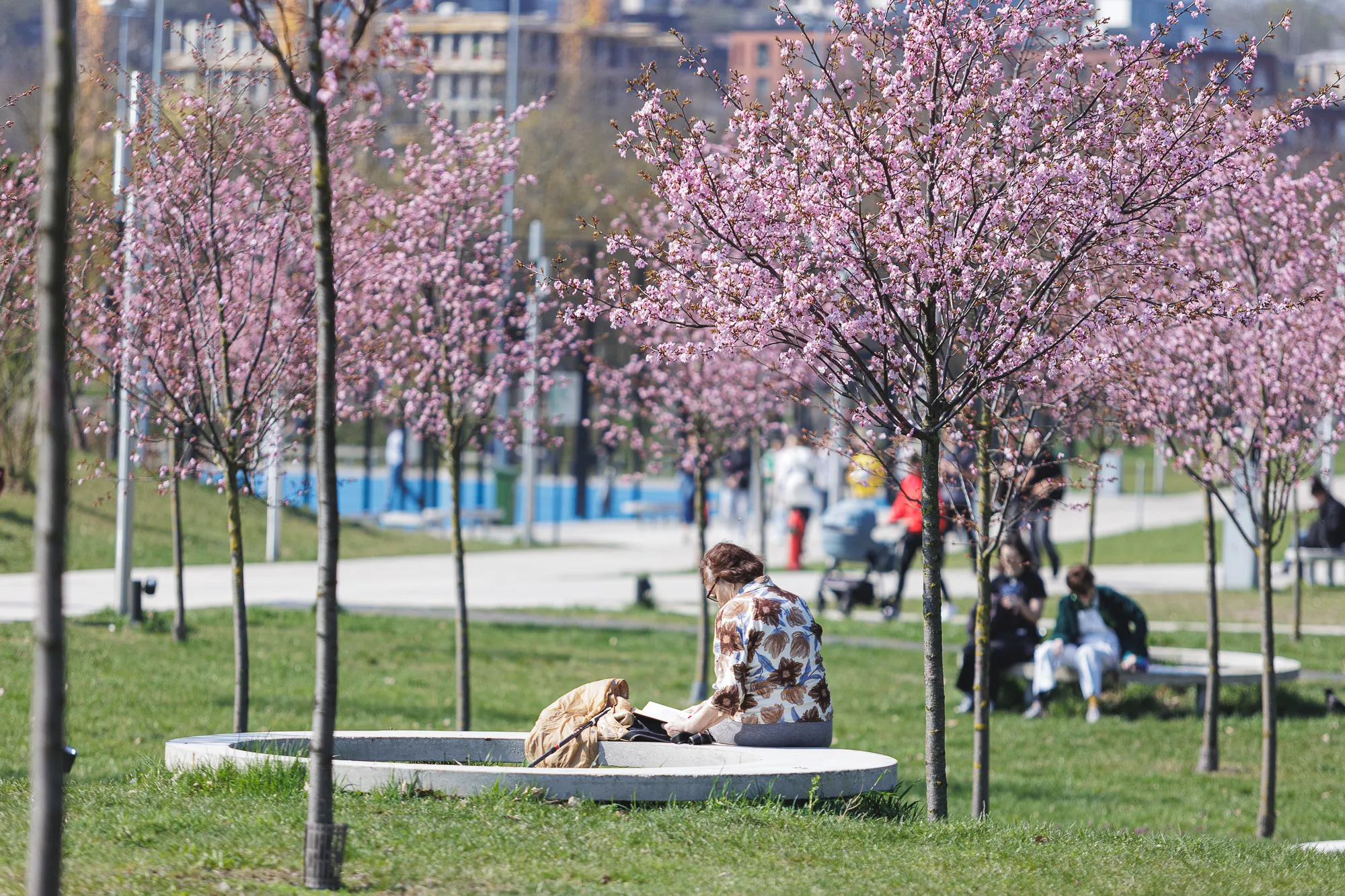 Žydinčios Sakuros Nemuno saloje / R. Tenio nuotr.
