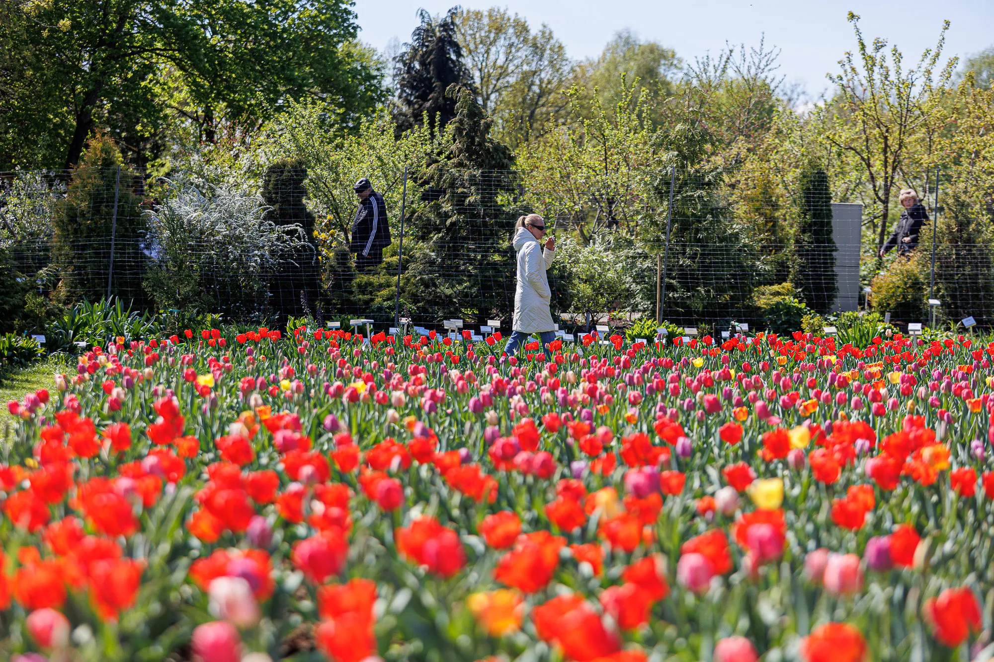 Tulpių žydėjimas / R. Tenio nuotr.