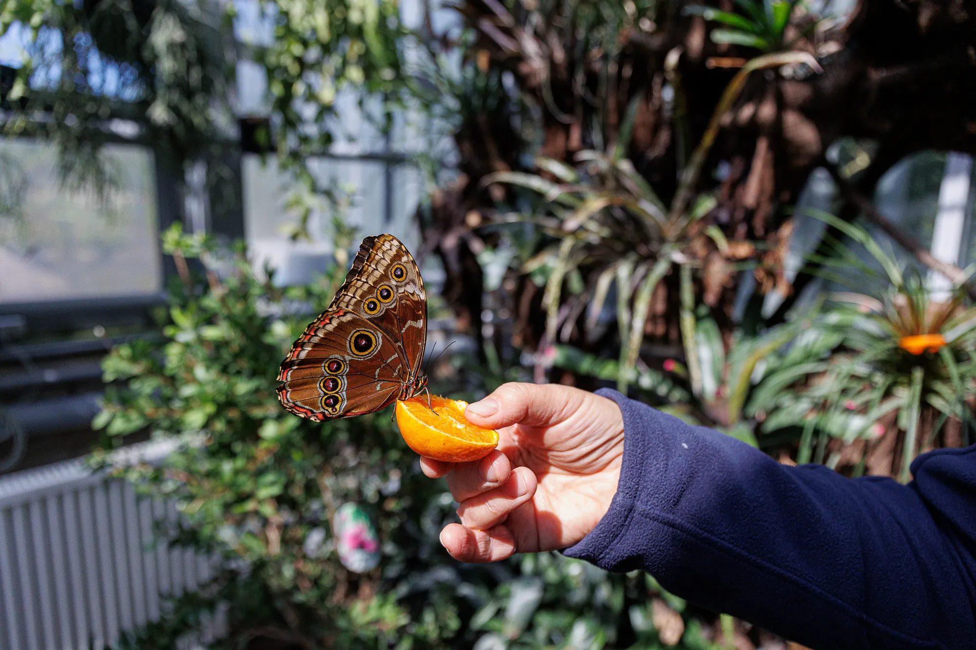 Tropiniame sode – drugiai iš Azijos, Amerikos ir Afrikos