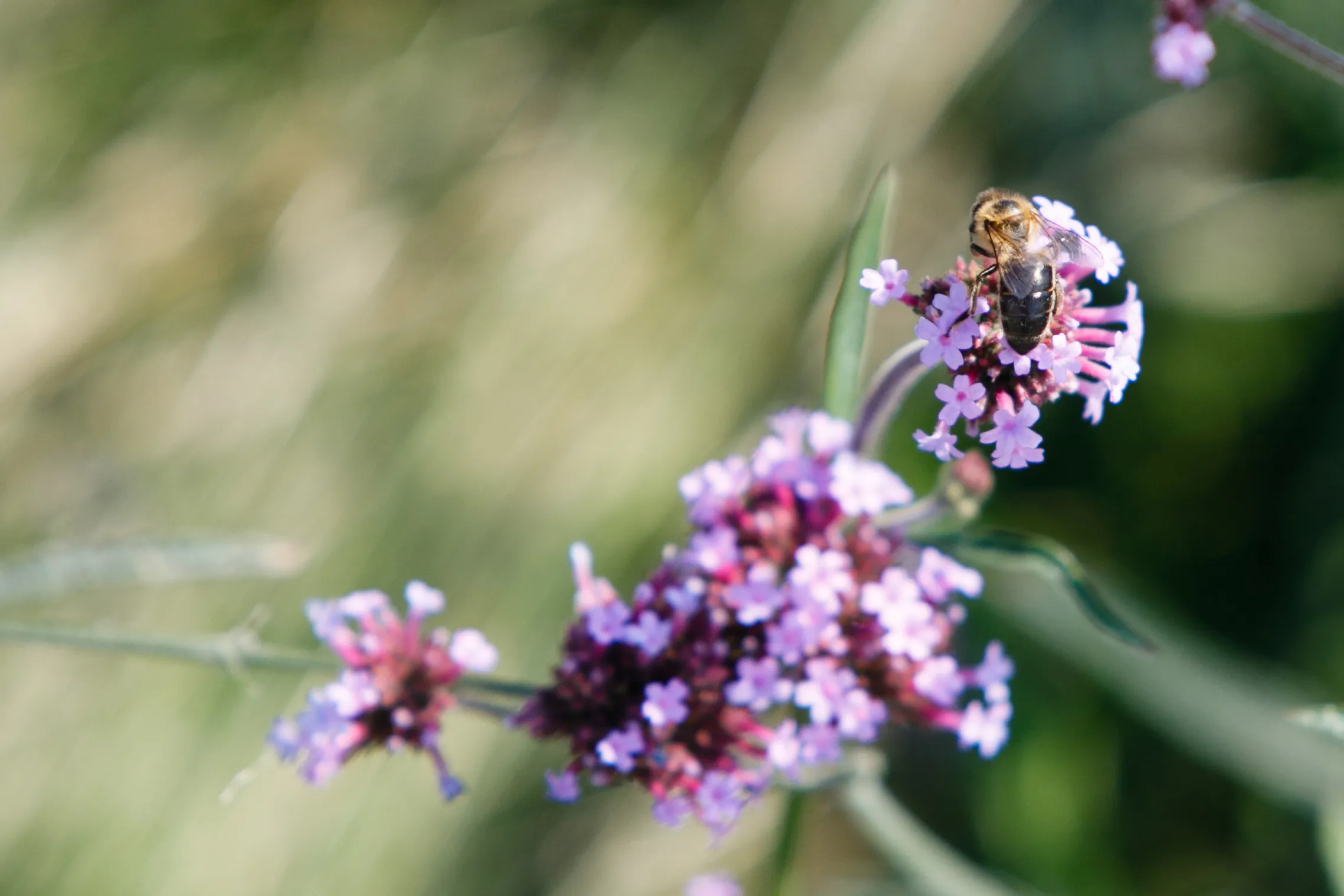 Asociatyvi / E. Ovčarenko, BNS nuotr.