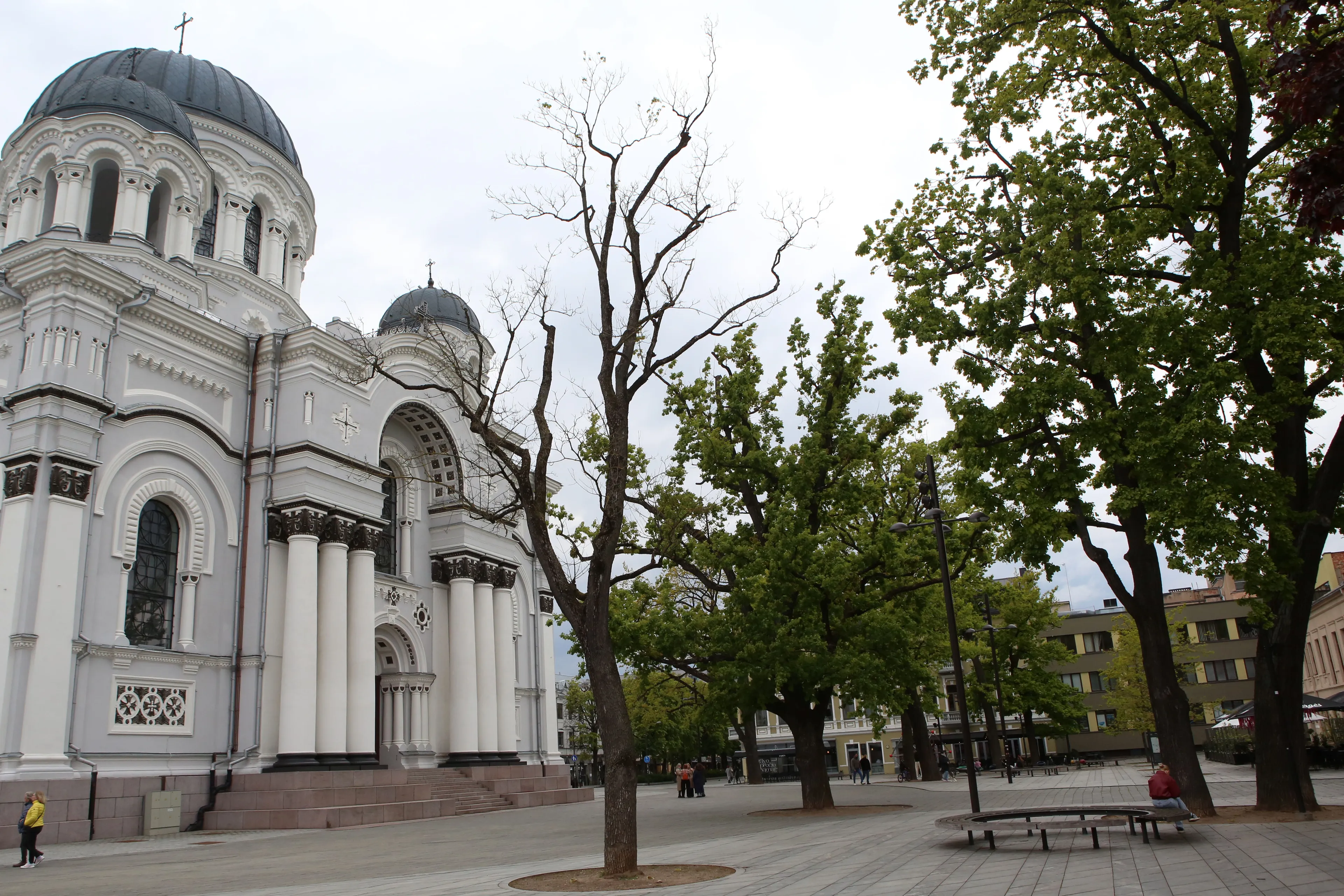 Nepriklausomybės aikštės ąžuolai / M. Patašiaus nuotr.