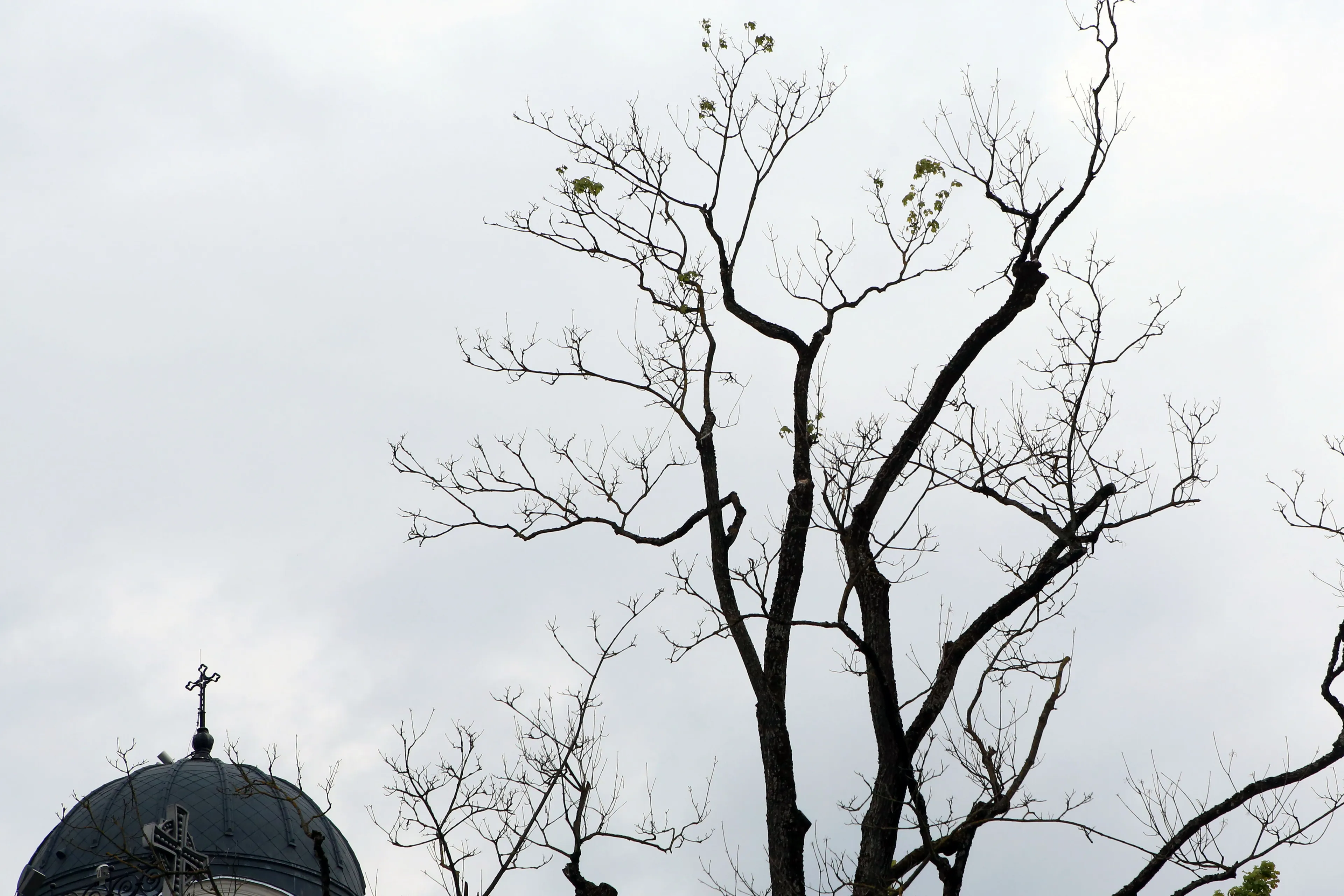 Nepriklausomybės aikštės ąžuolai / M. Patašiaus nuotr.