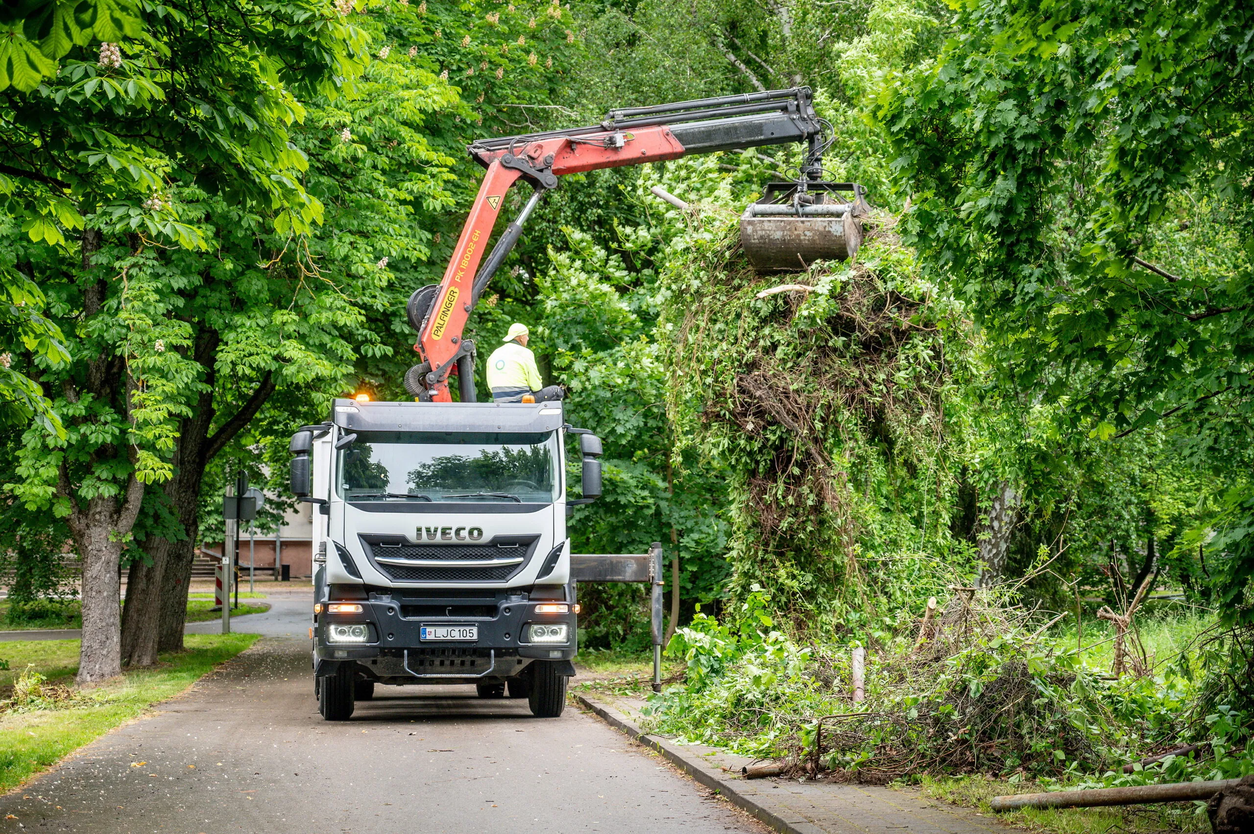 Ąžuolynas, Kauno švara, Vydūno alėja, medžiai, tvarkymas