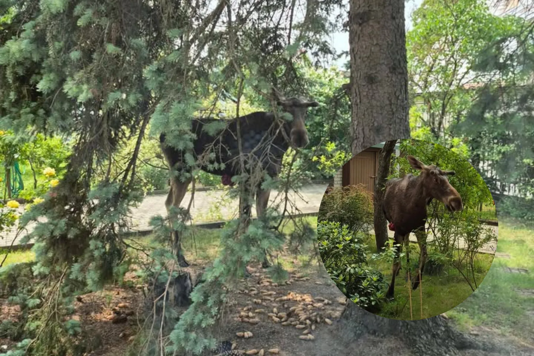 Sužeistas briedis Šančiuose