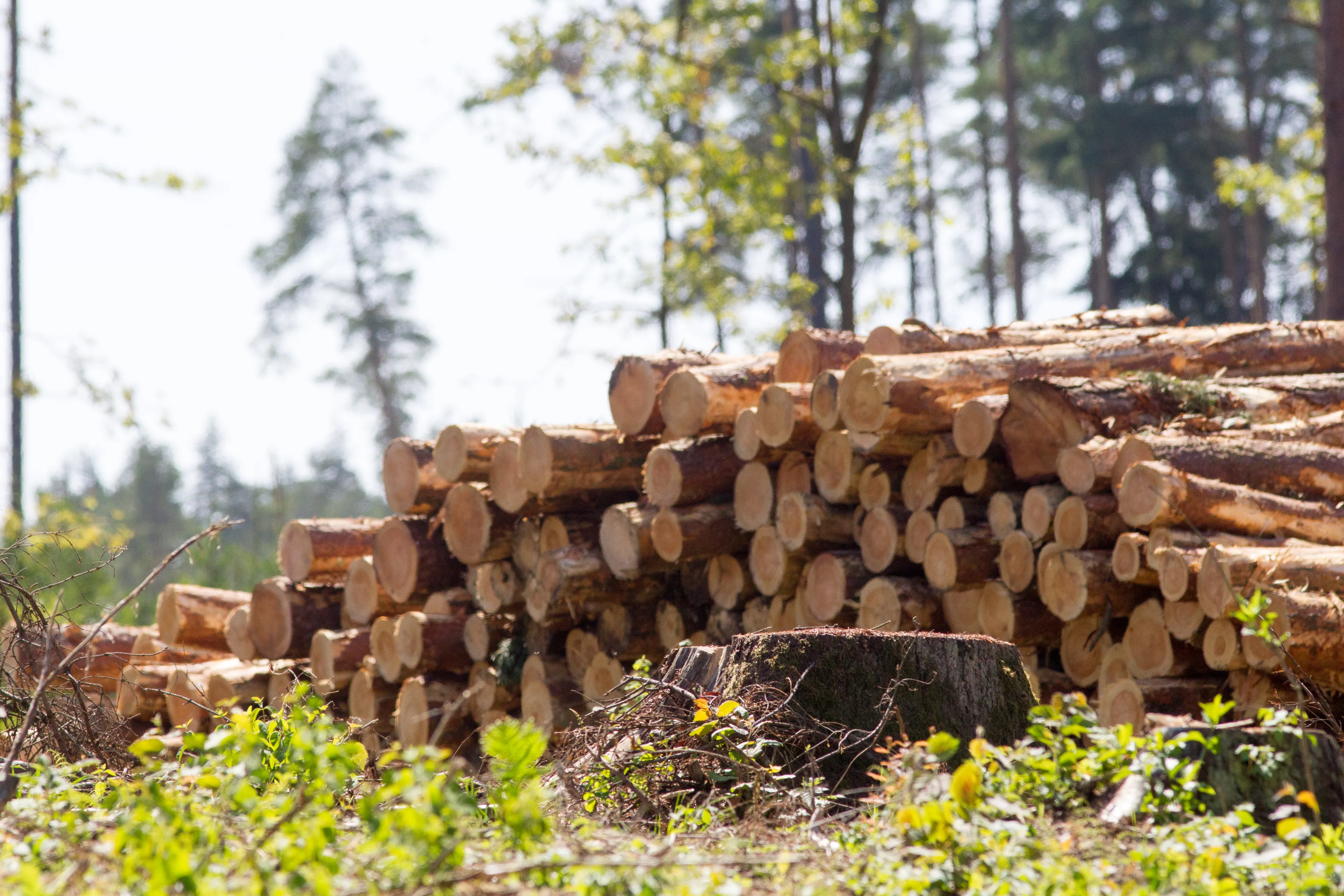 Medžių kirtavietė, miško kirtimas
